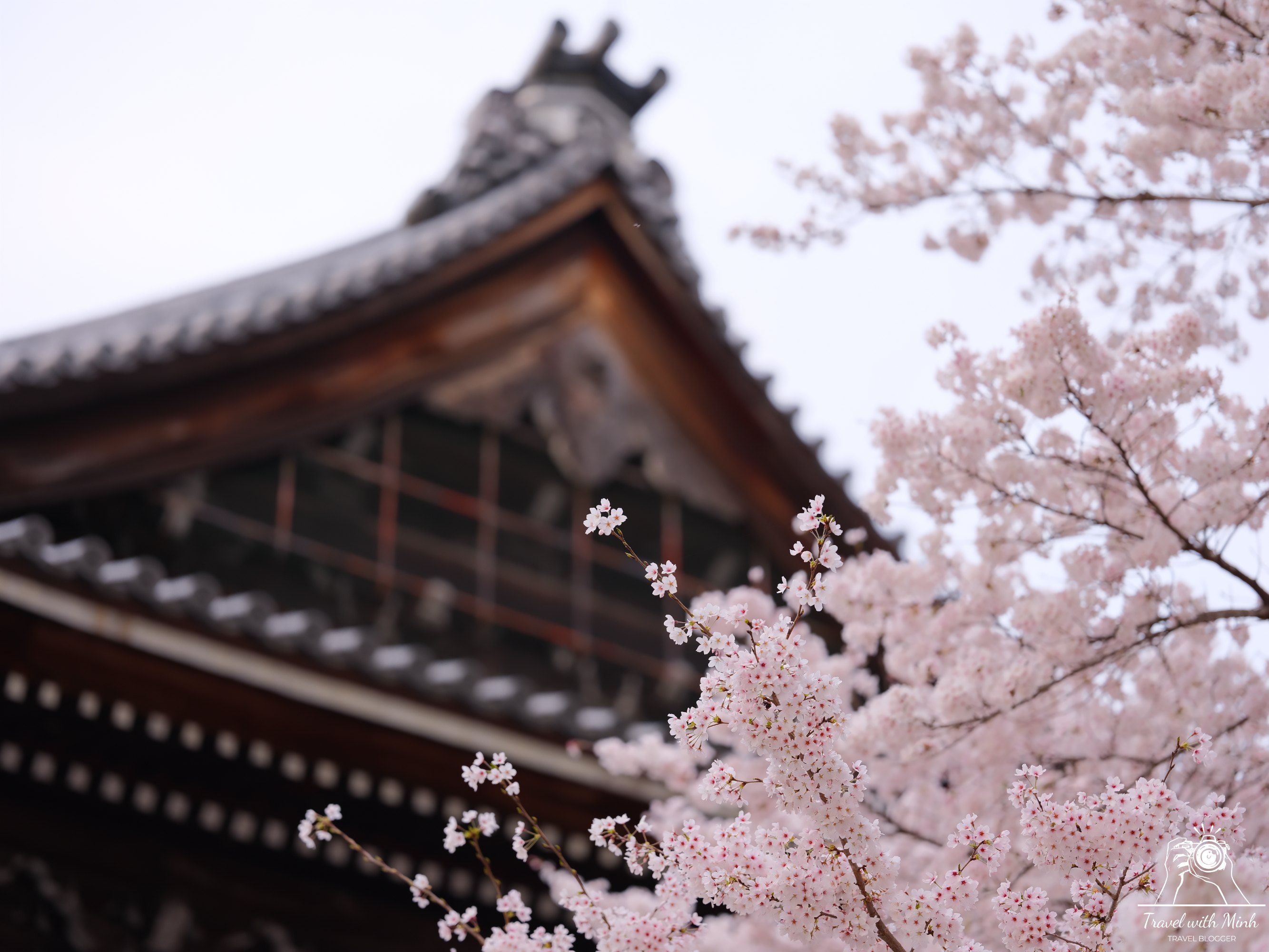 Sakura kyotodscf6347