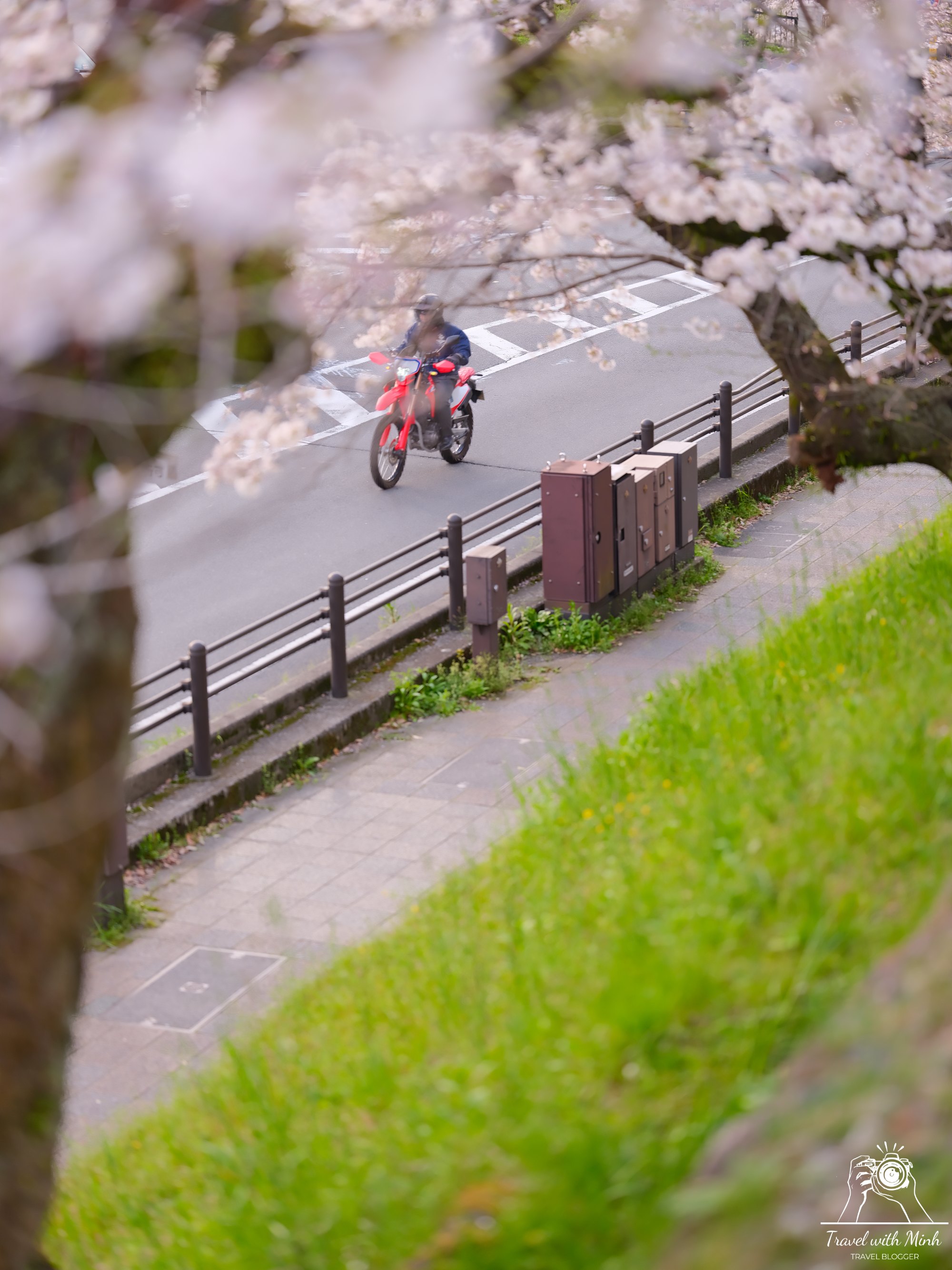 Sakura kyotodscf6362