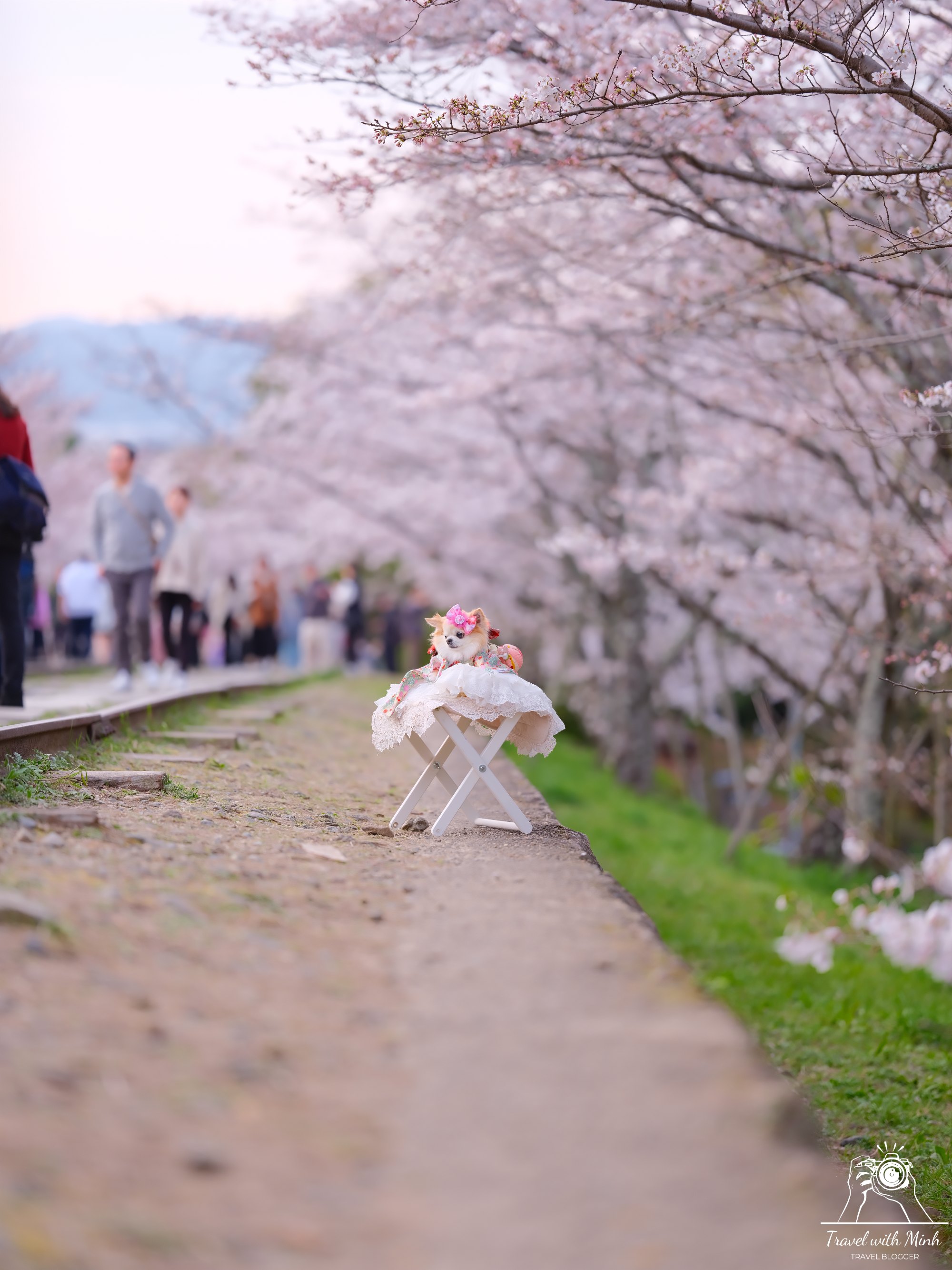 Sakura kyotodscf6378