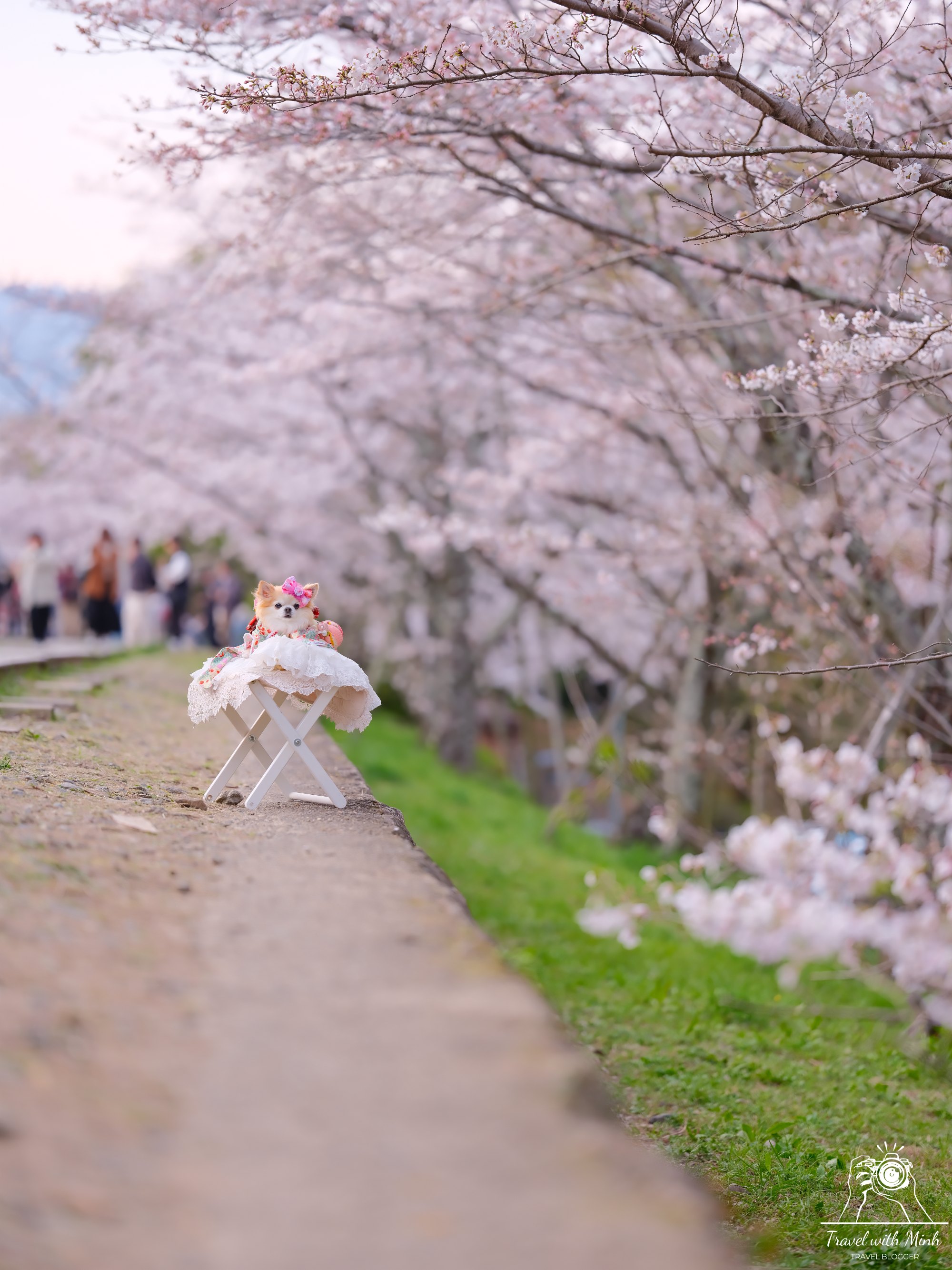 Sakura kyotodscf6379