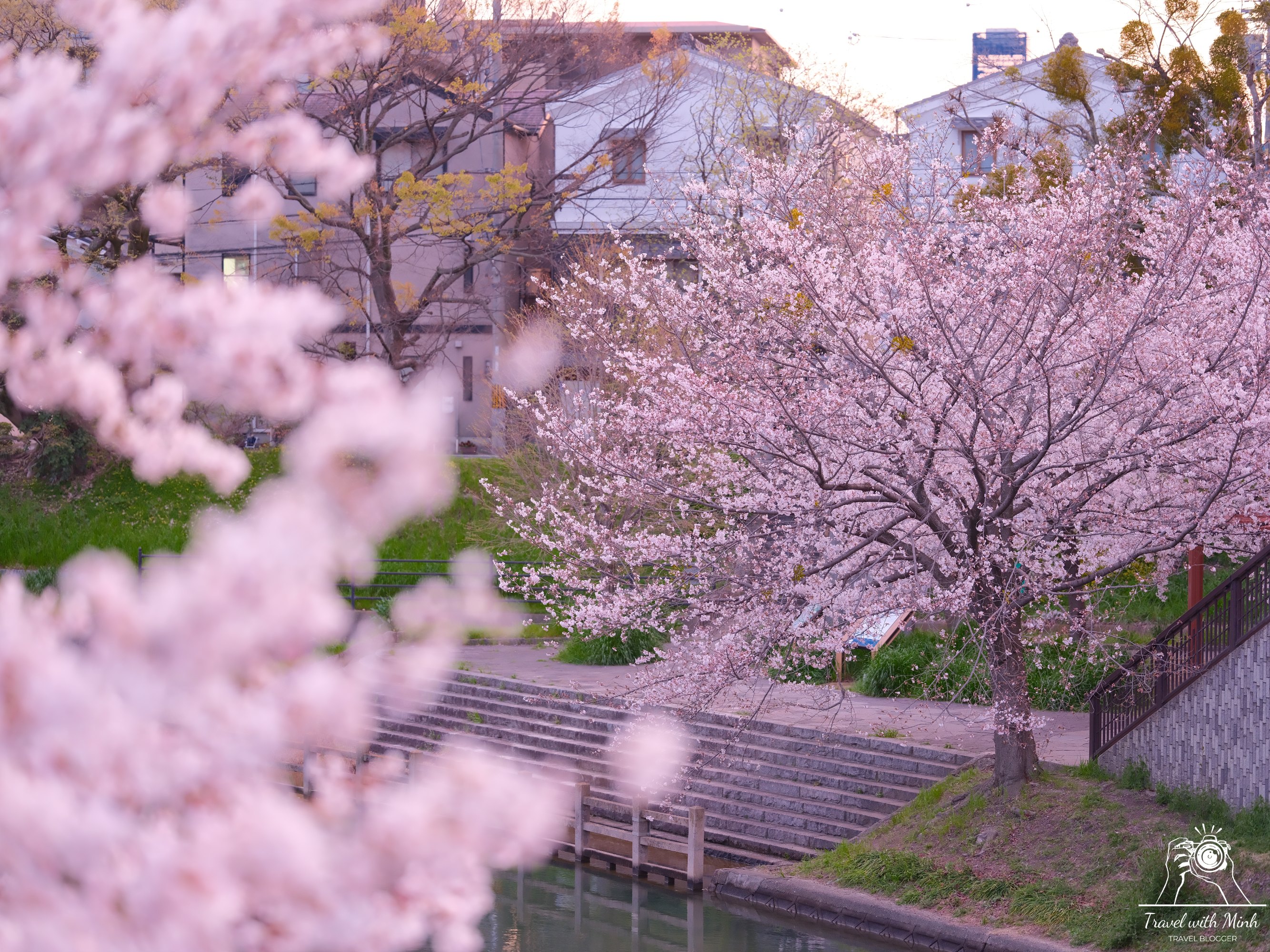 Sakura kyotodscf6416 1