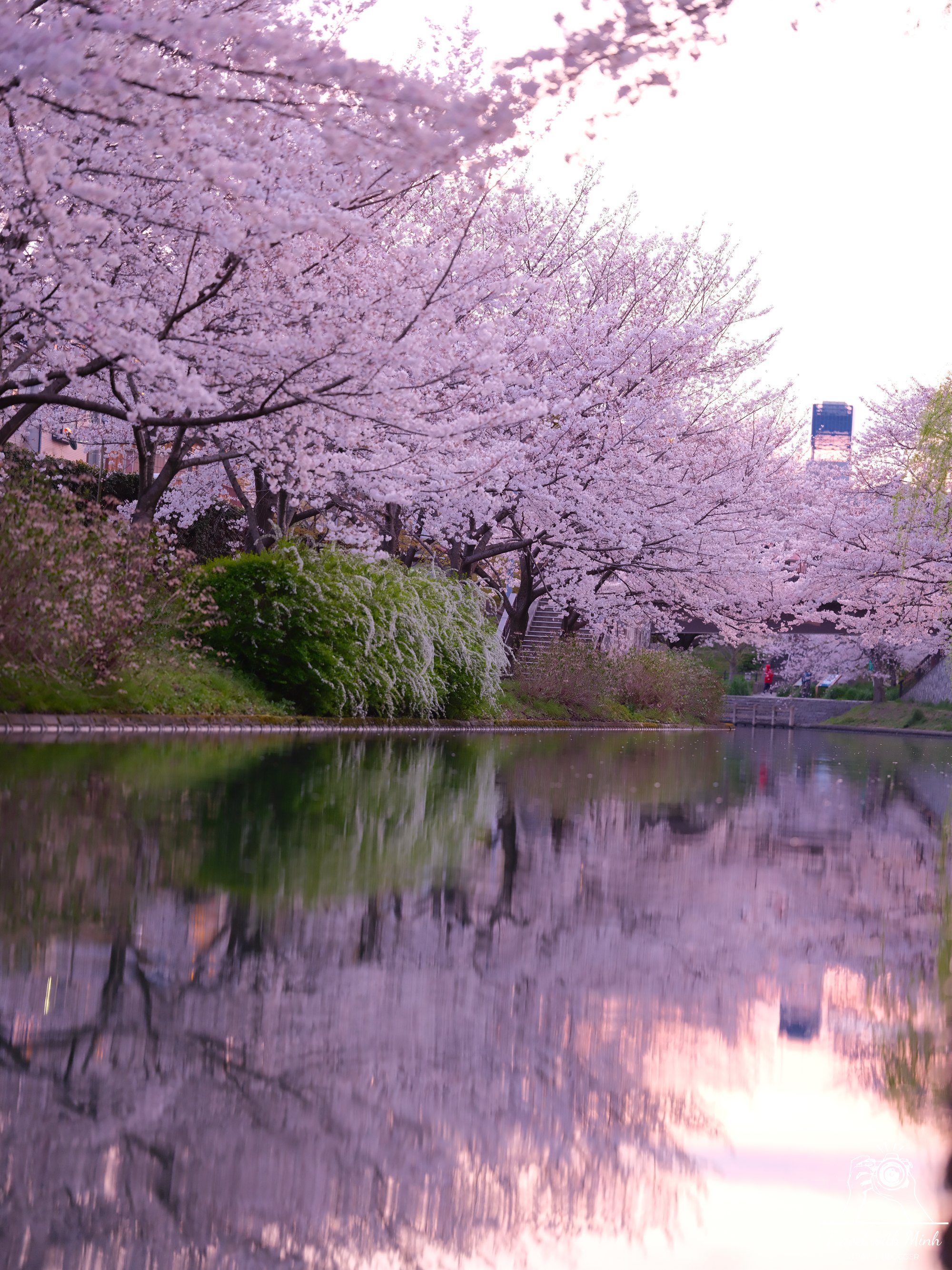 Sakura kyotodscf6431