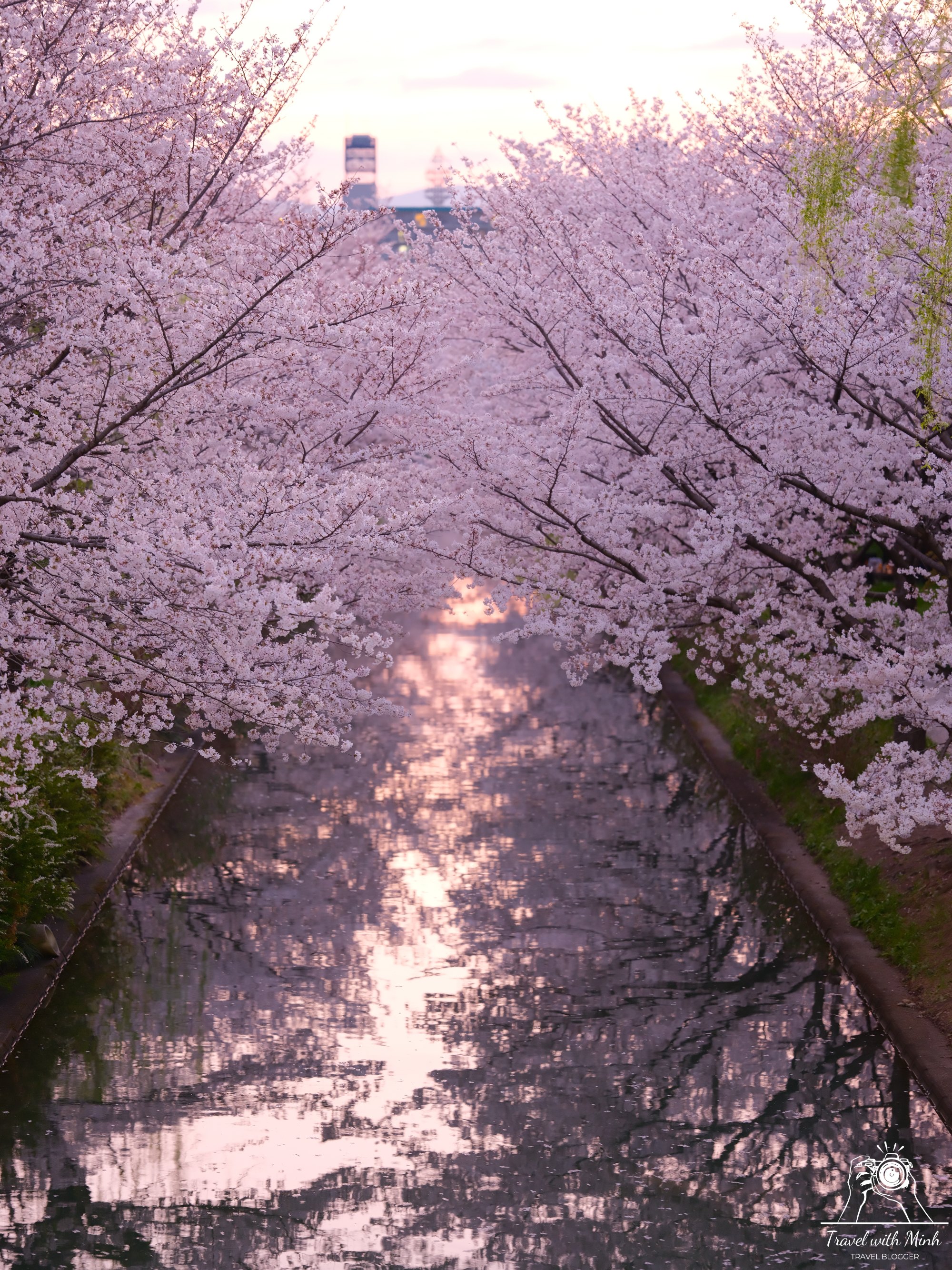 Sakura kyotodscf6438