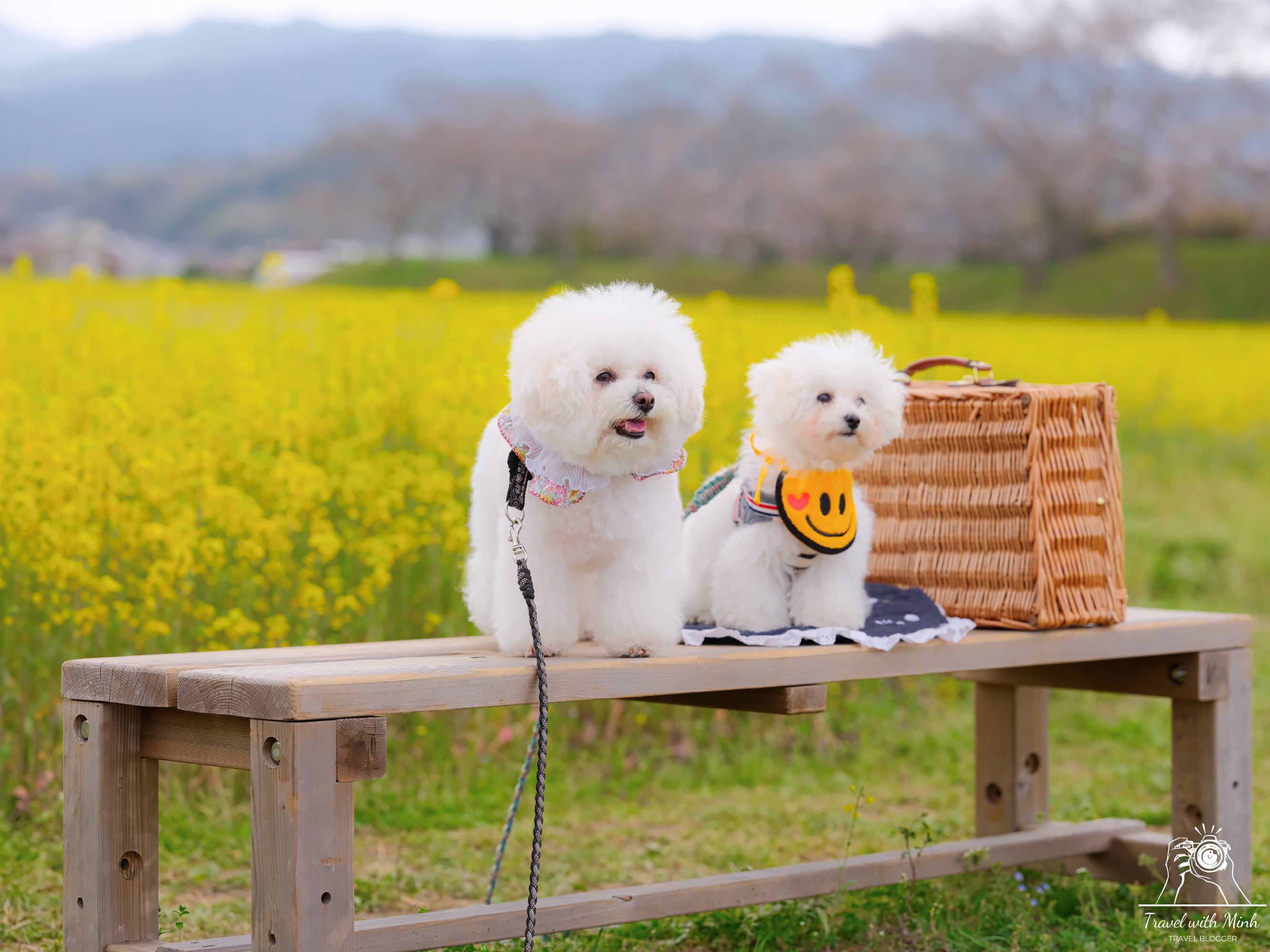 Fujiwara ruins castle nara sakuradscf5144