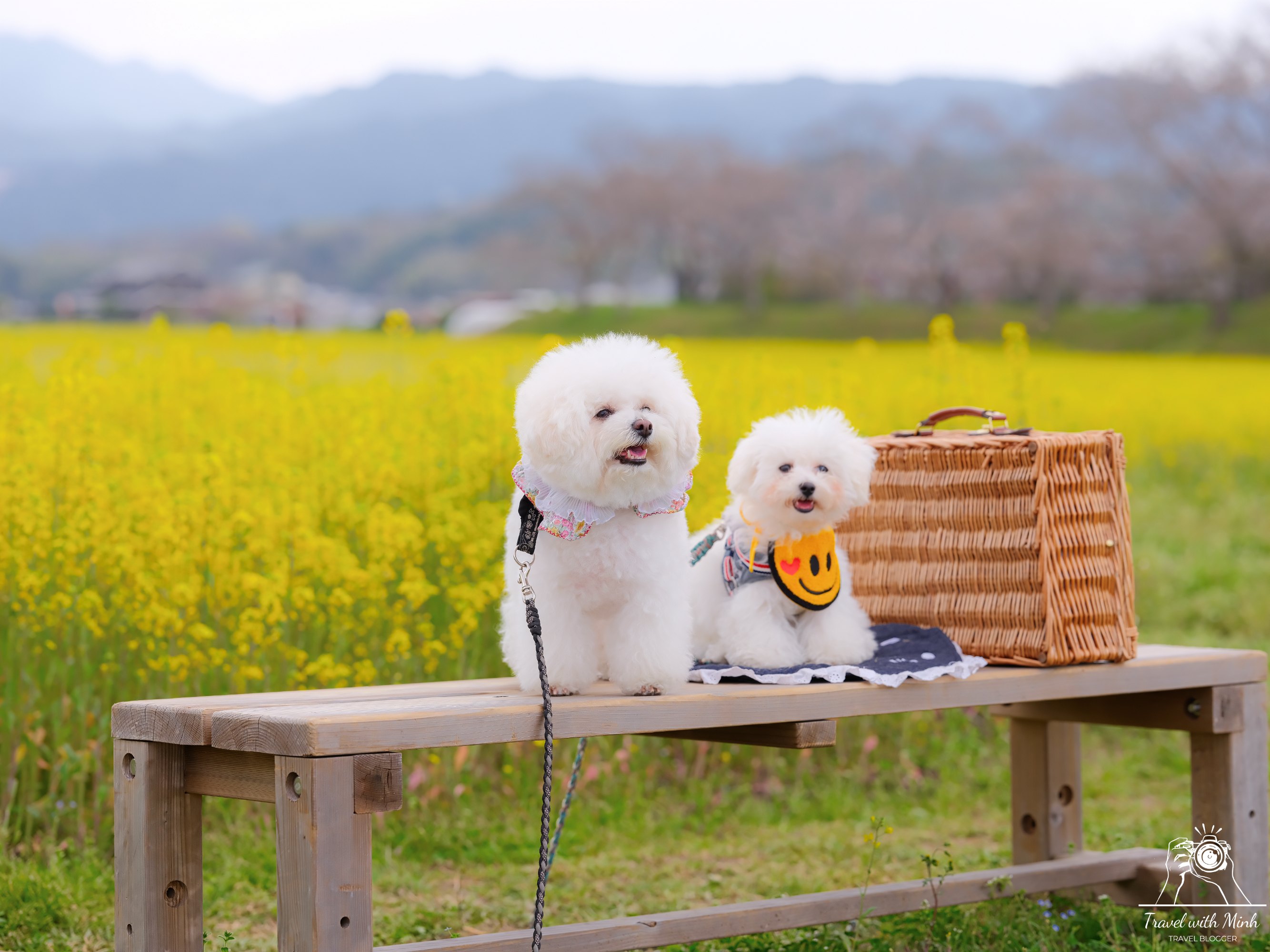 Fujiwara ruins castle nara sakuradscf5147