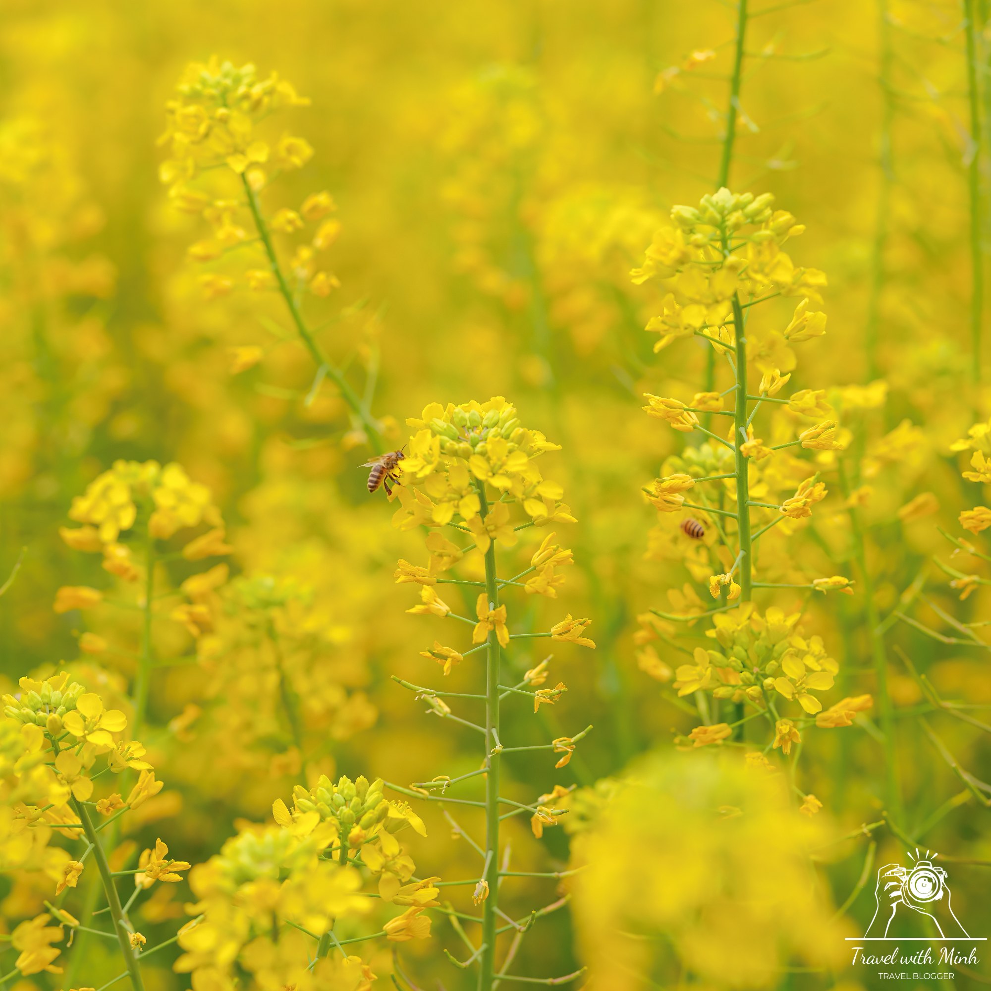 Fujiwara ruins castle nara sakuradscf5228