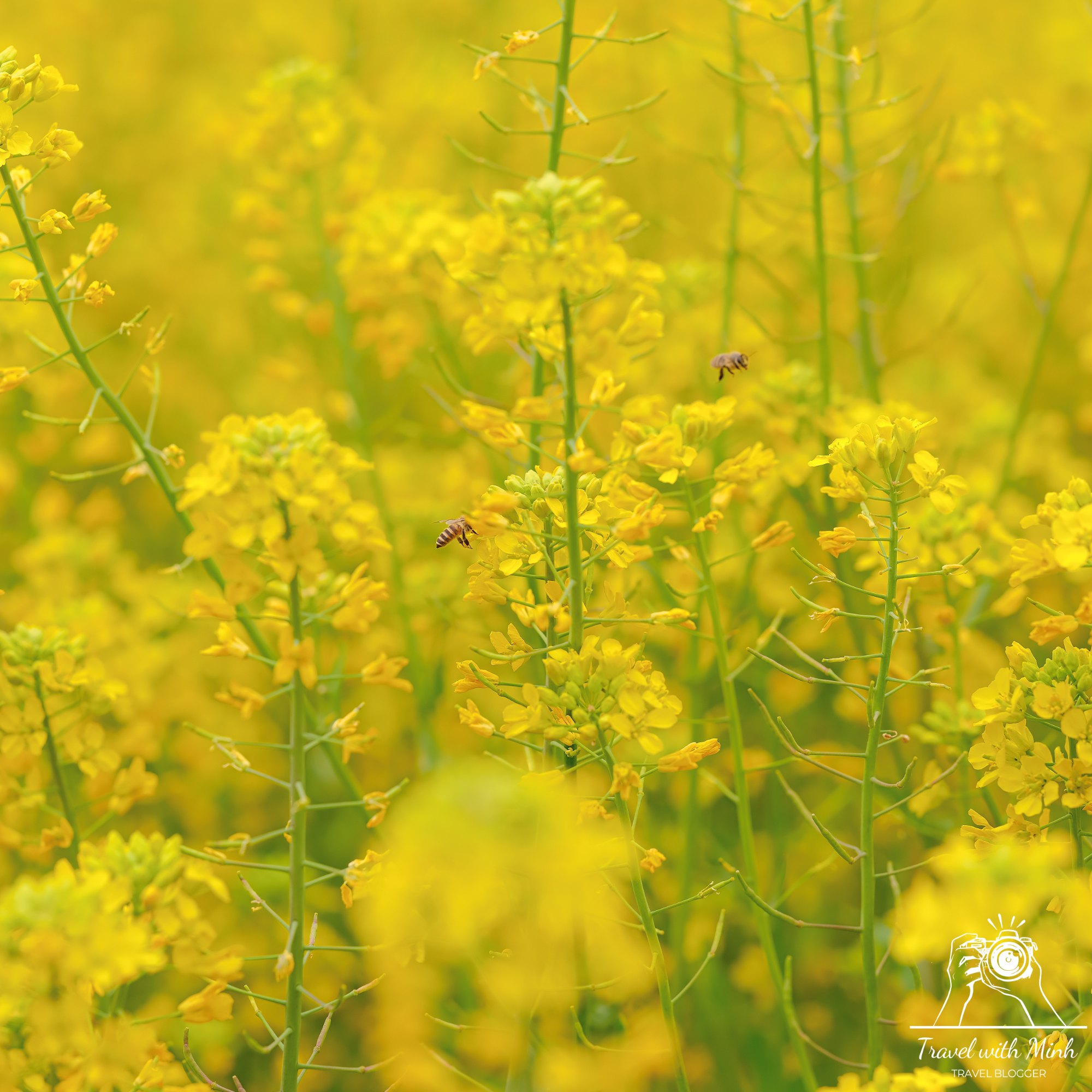 Fujiwara ruins castle nara sakuradscf5229