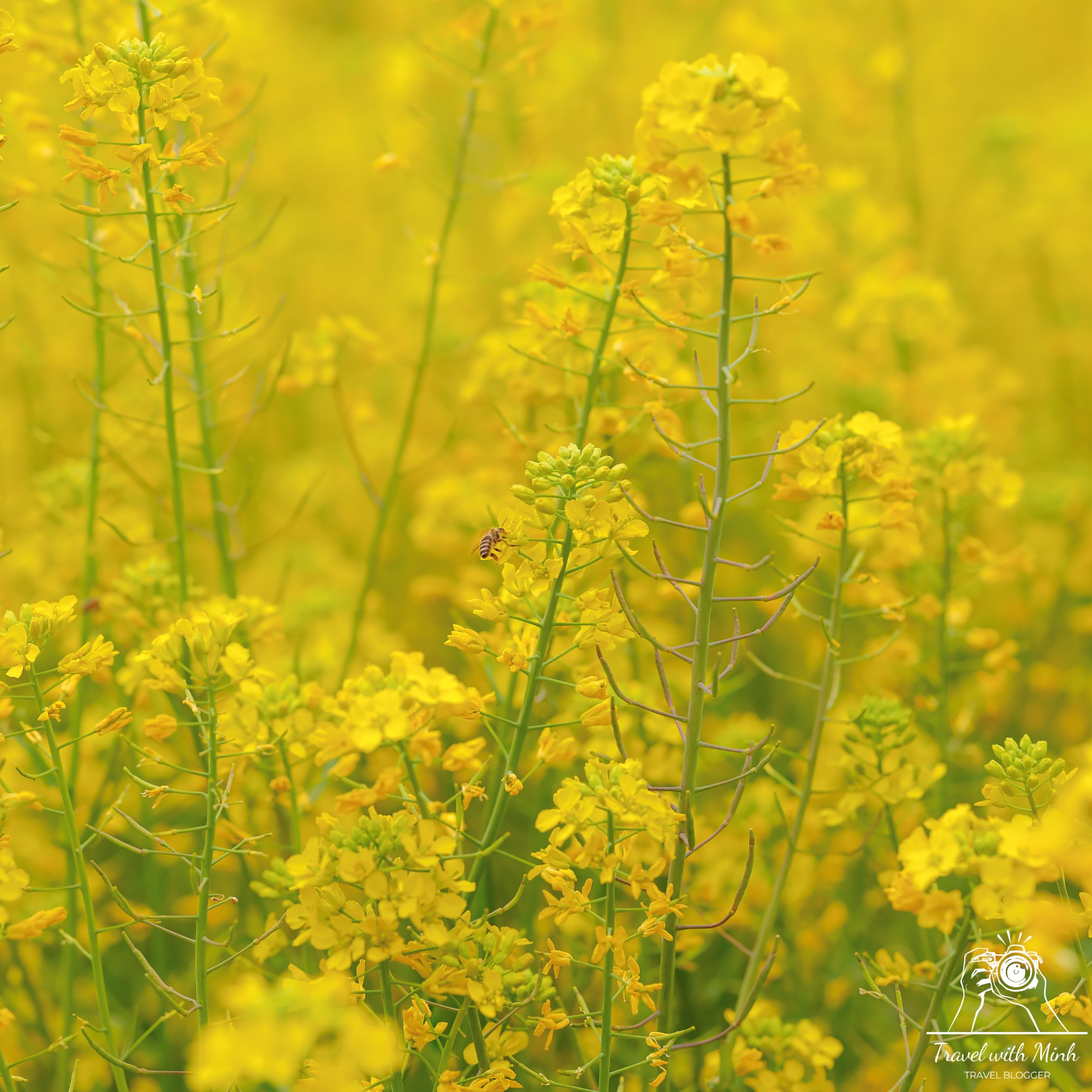 Fujiwara ruins castle nara sakuradscf5230