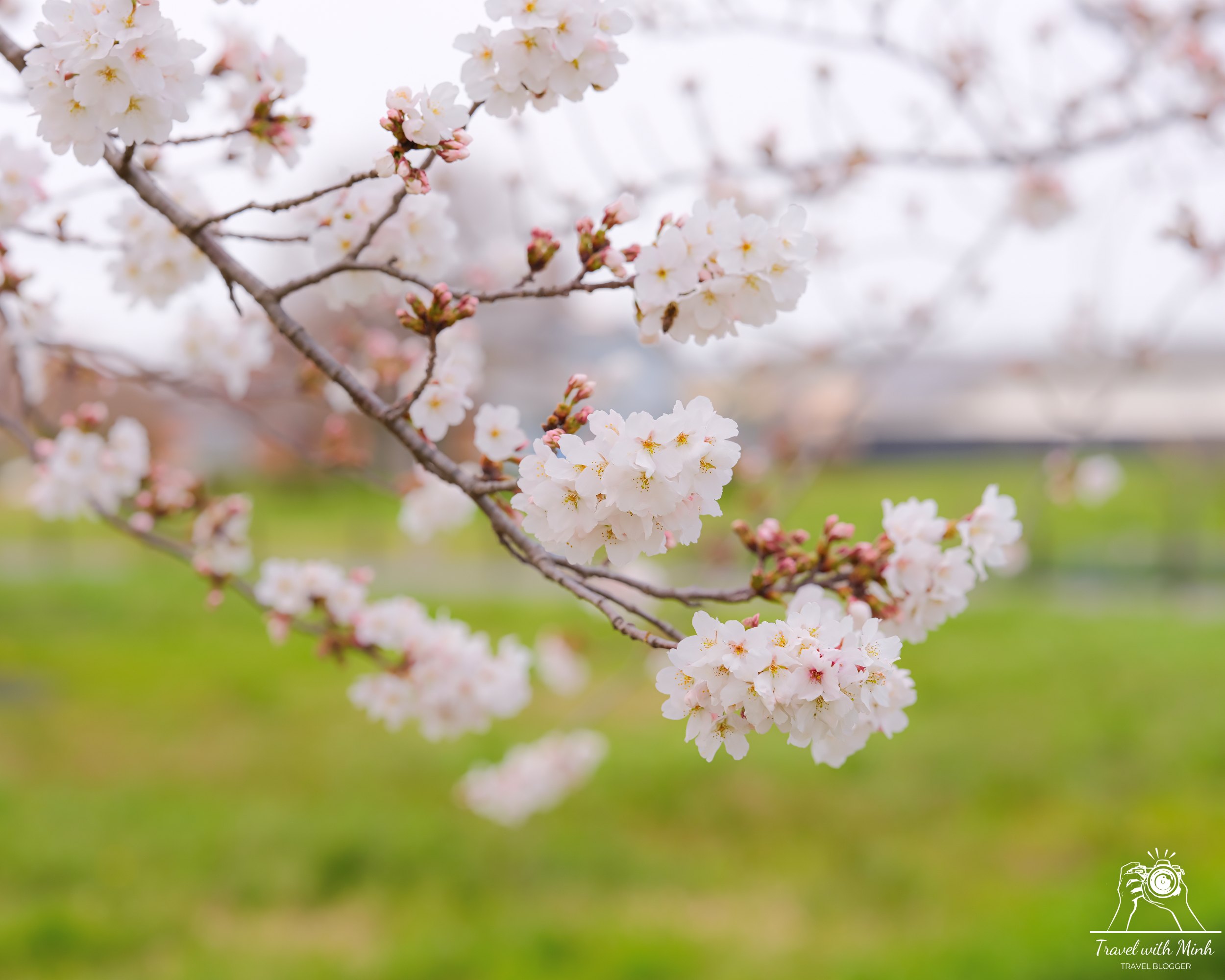 Fujiwara ruins castle nara sakuradscf5419