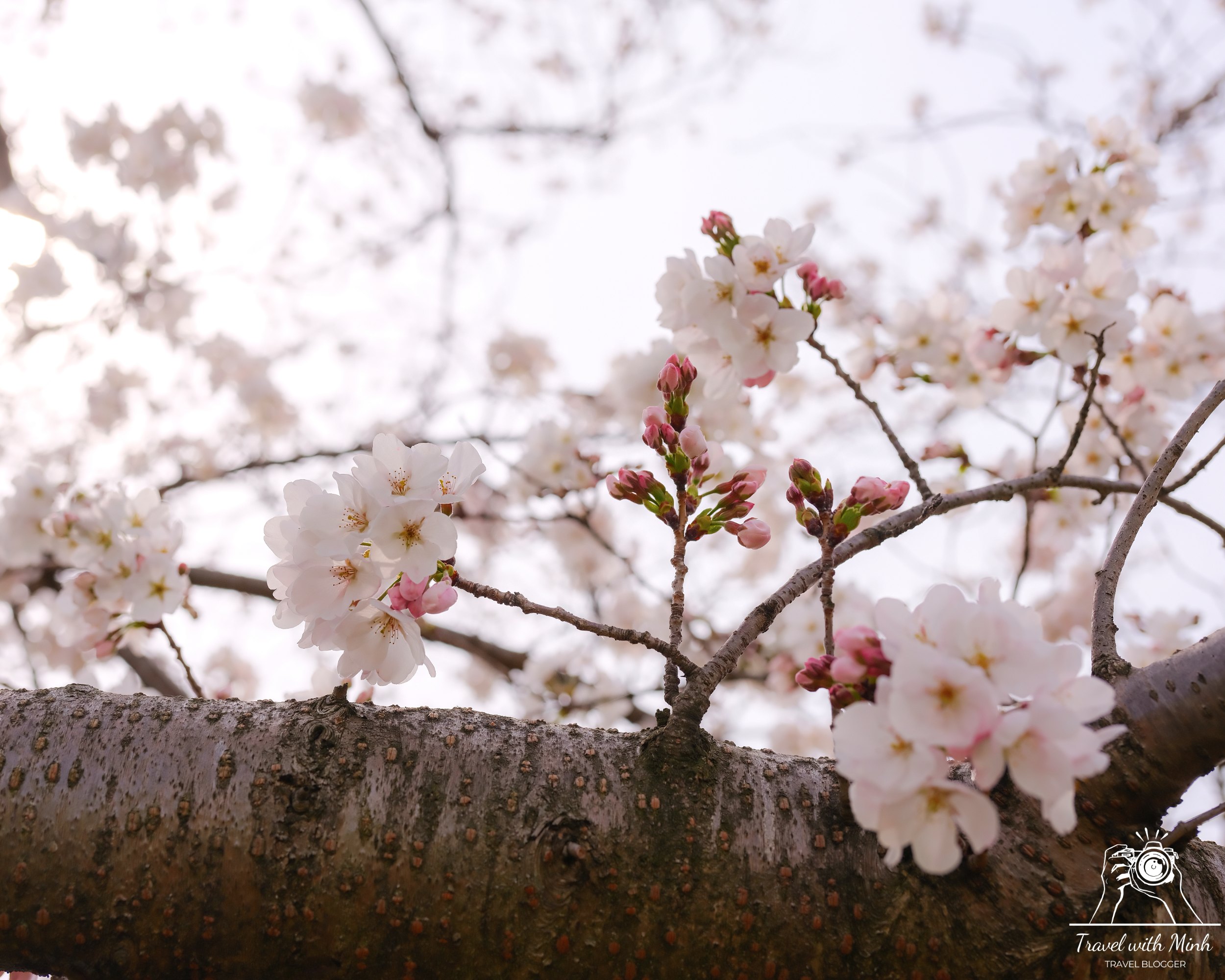 Fujiwara ruins castle nara sakuradscf5541