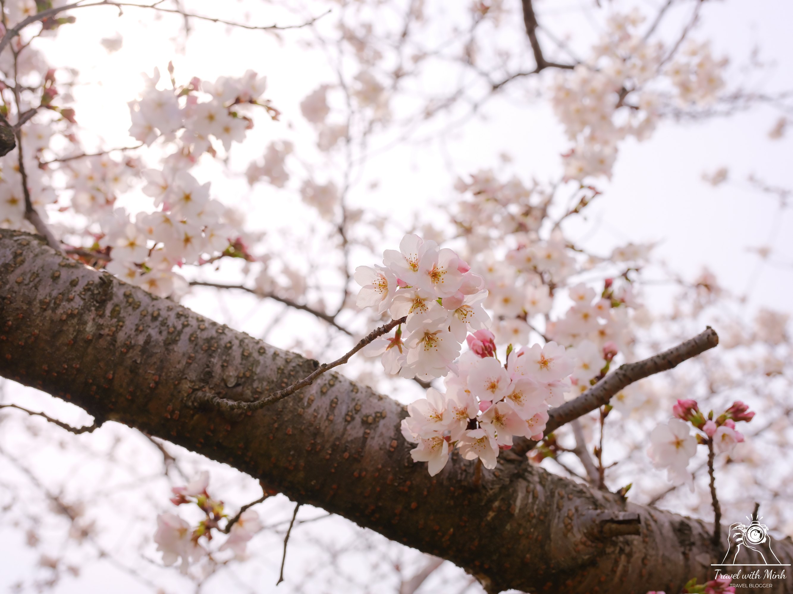 Fujiwara ruins castle nara sakuradscf5543