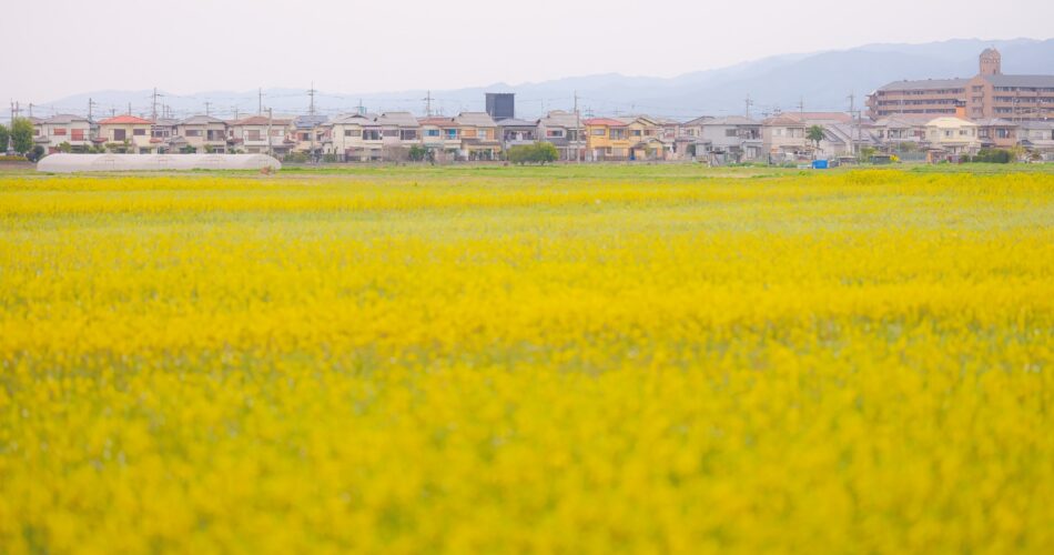 Fujiwara ruins castle nara sakuradscf5665