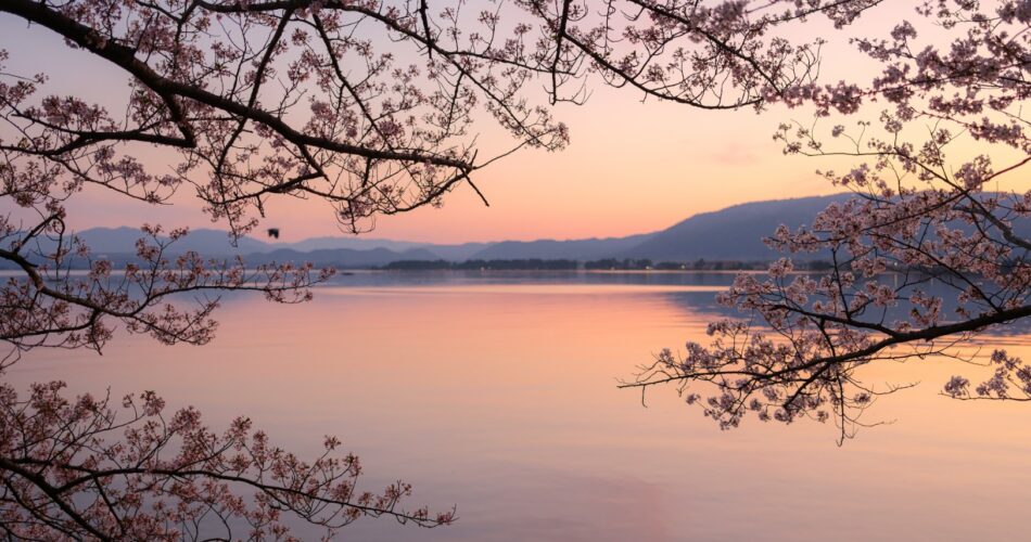 Sakura at makino shiga travelwithminh