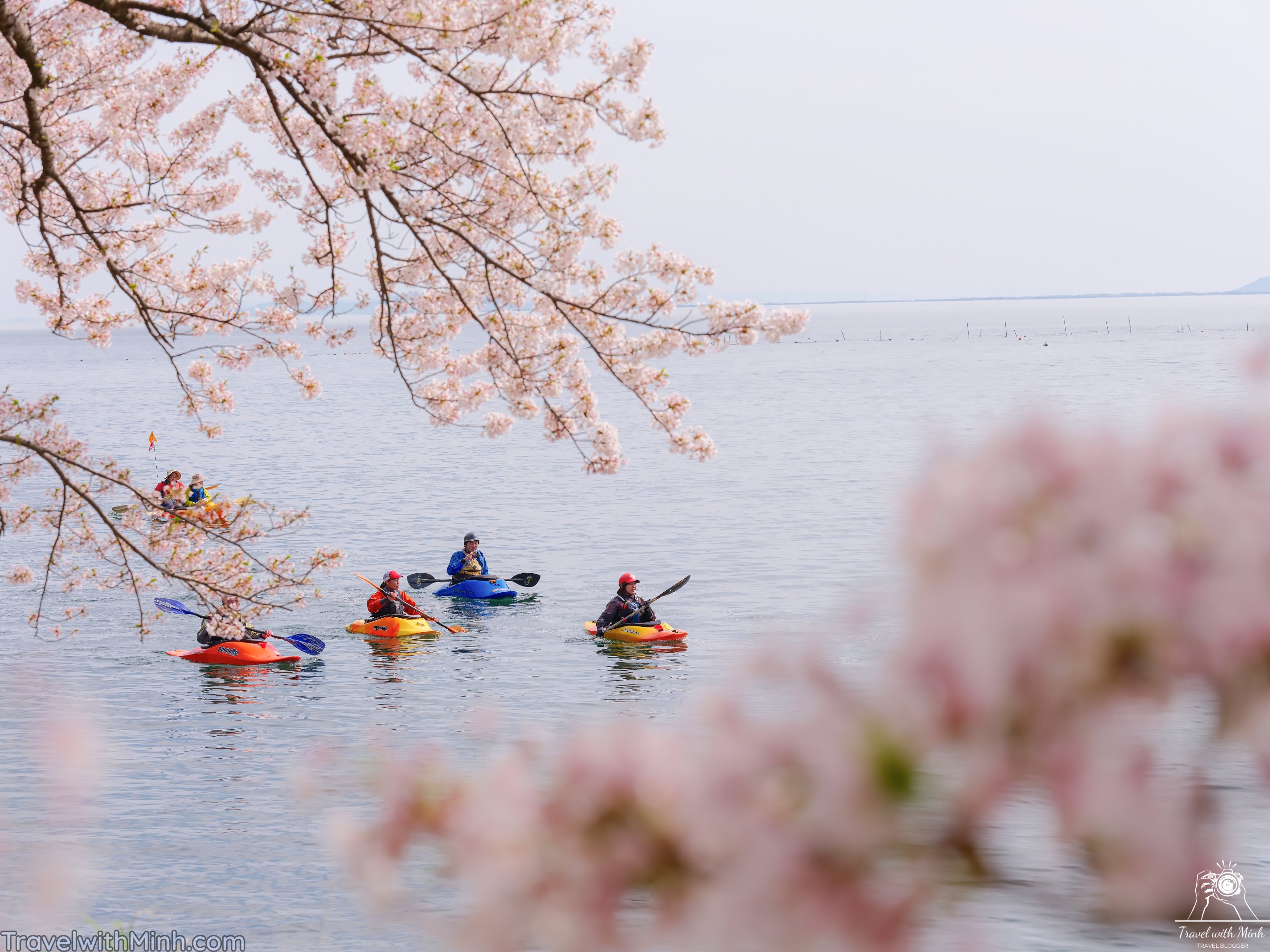 Sakura at makino shigadscf7711