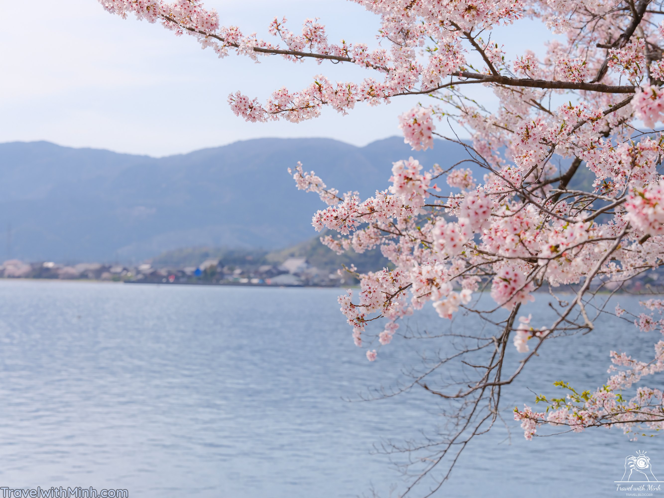 Sakura at makino shigadscf7735