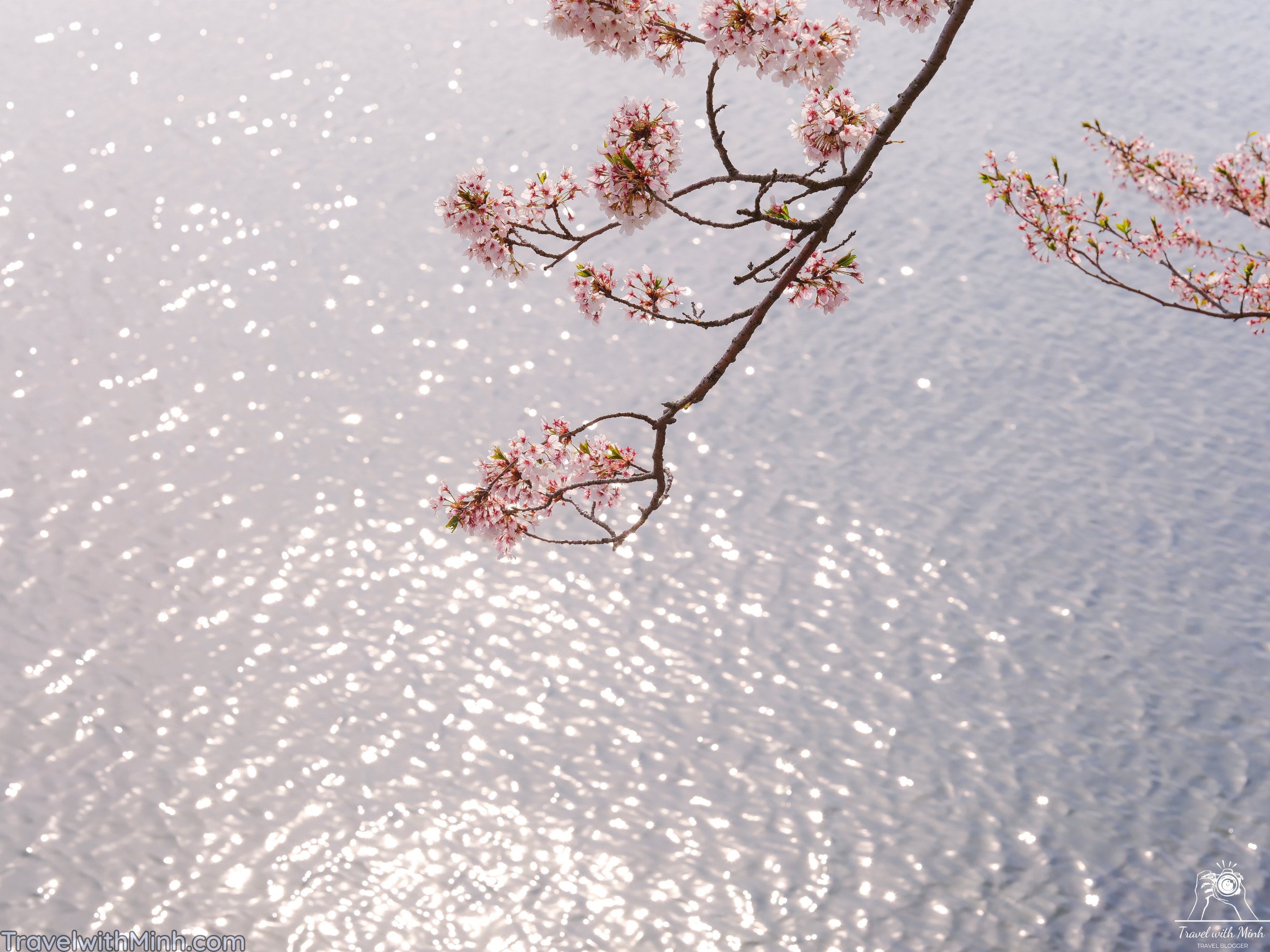 Sakura at makino shigadscf7818 1
