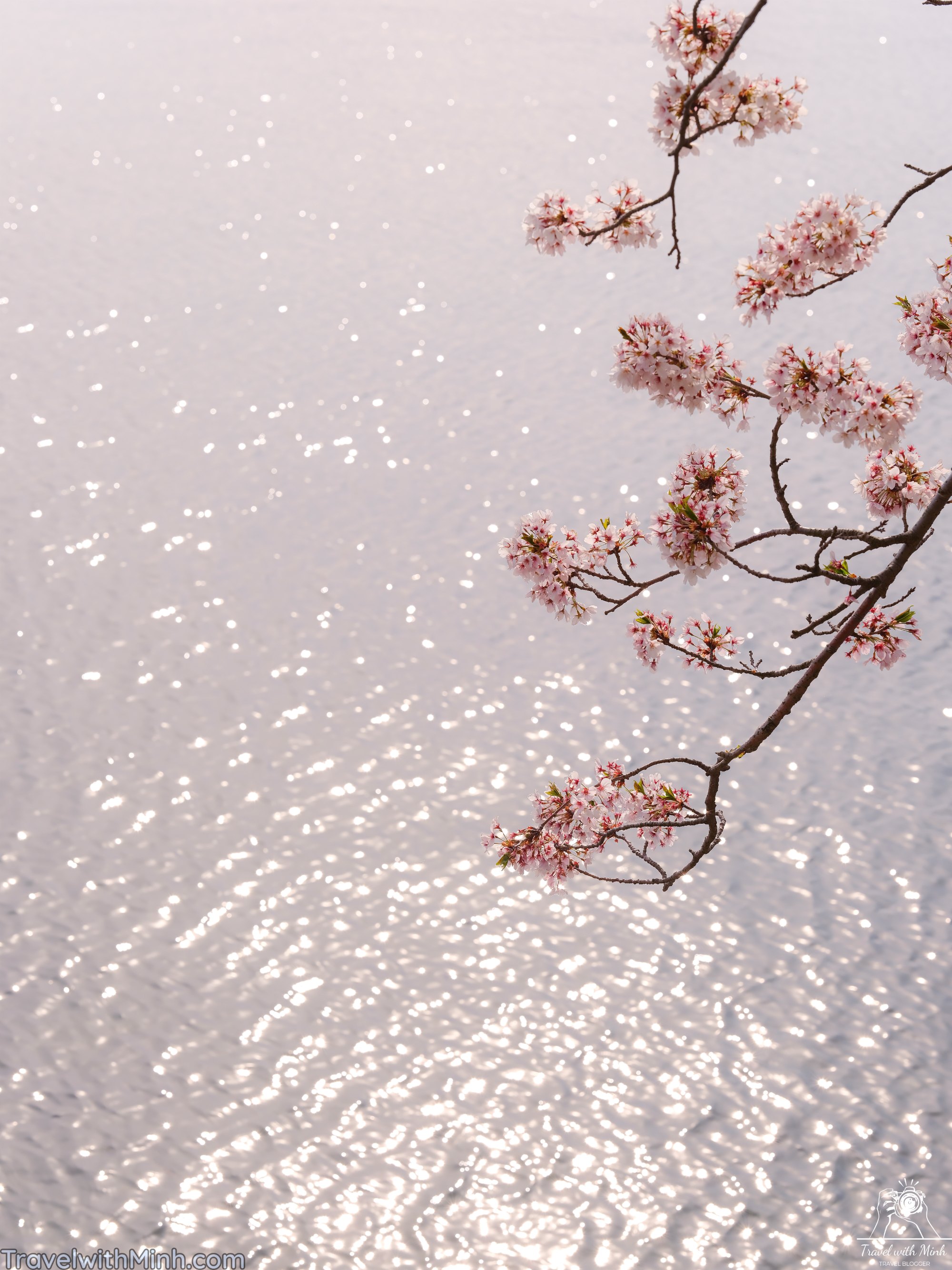 Sakura at makino shigadscf7820