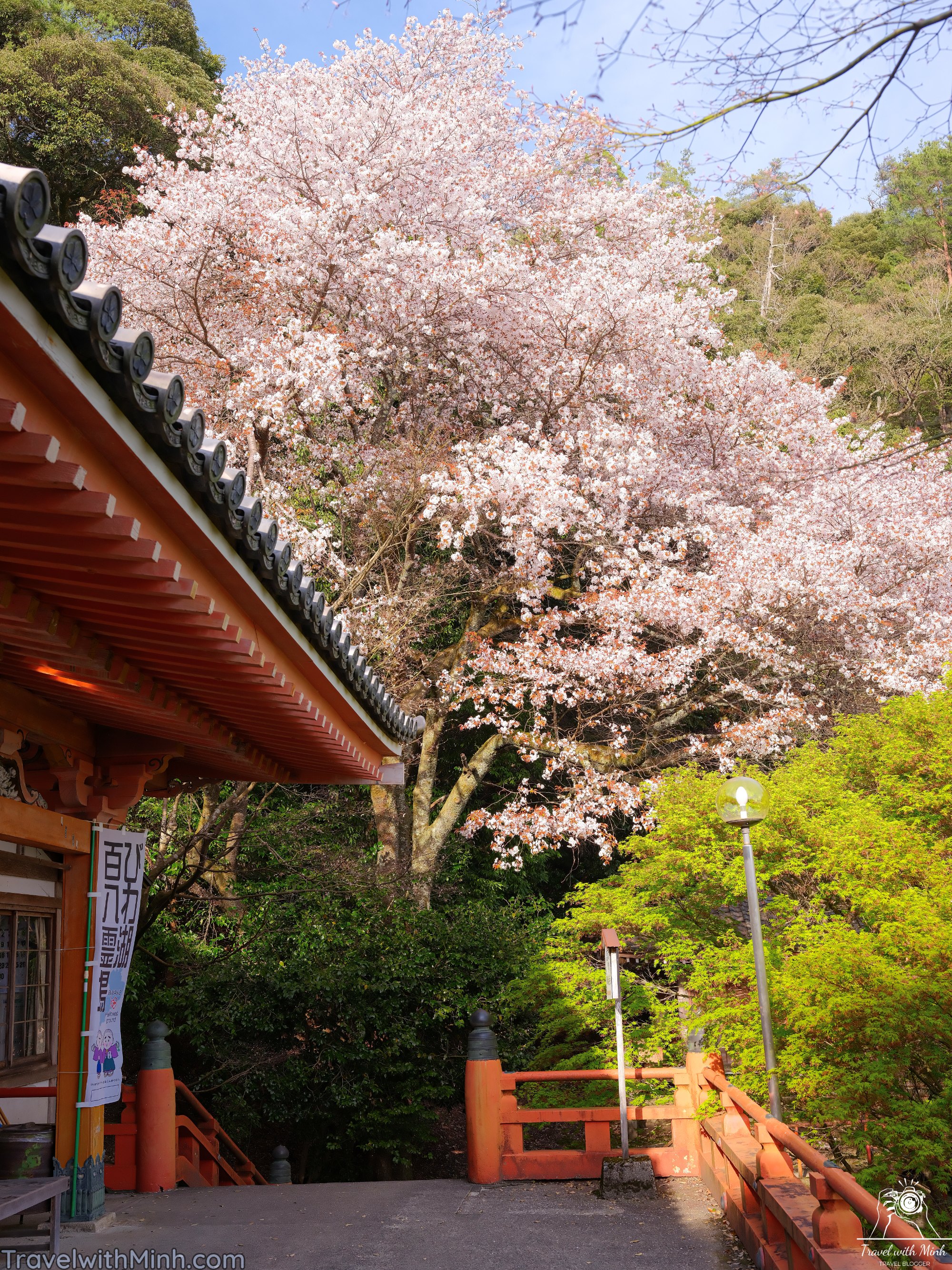 Sakura at makino shigadscf7843