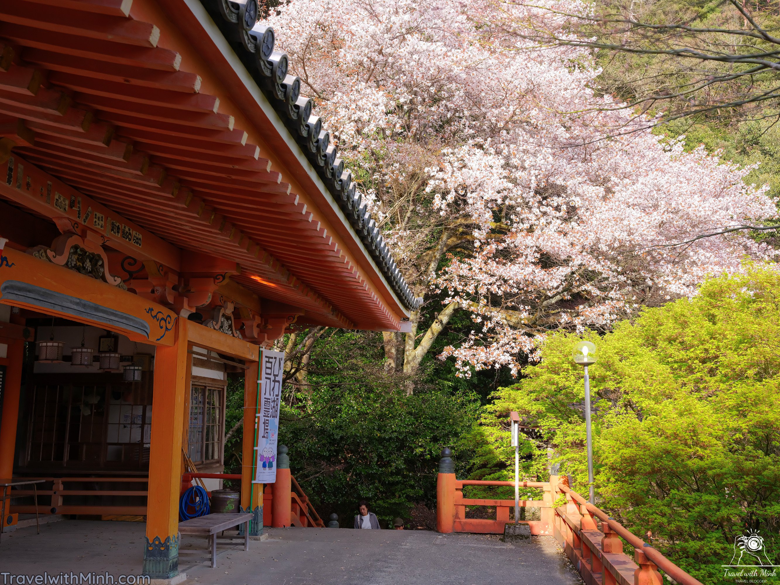 Sakura at makino shigadscf7844