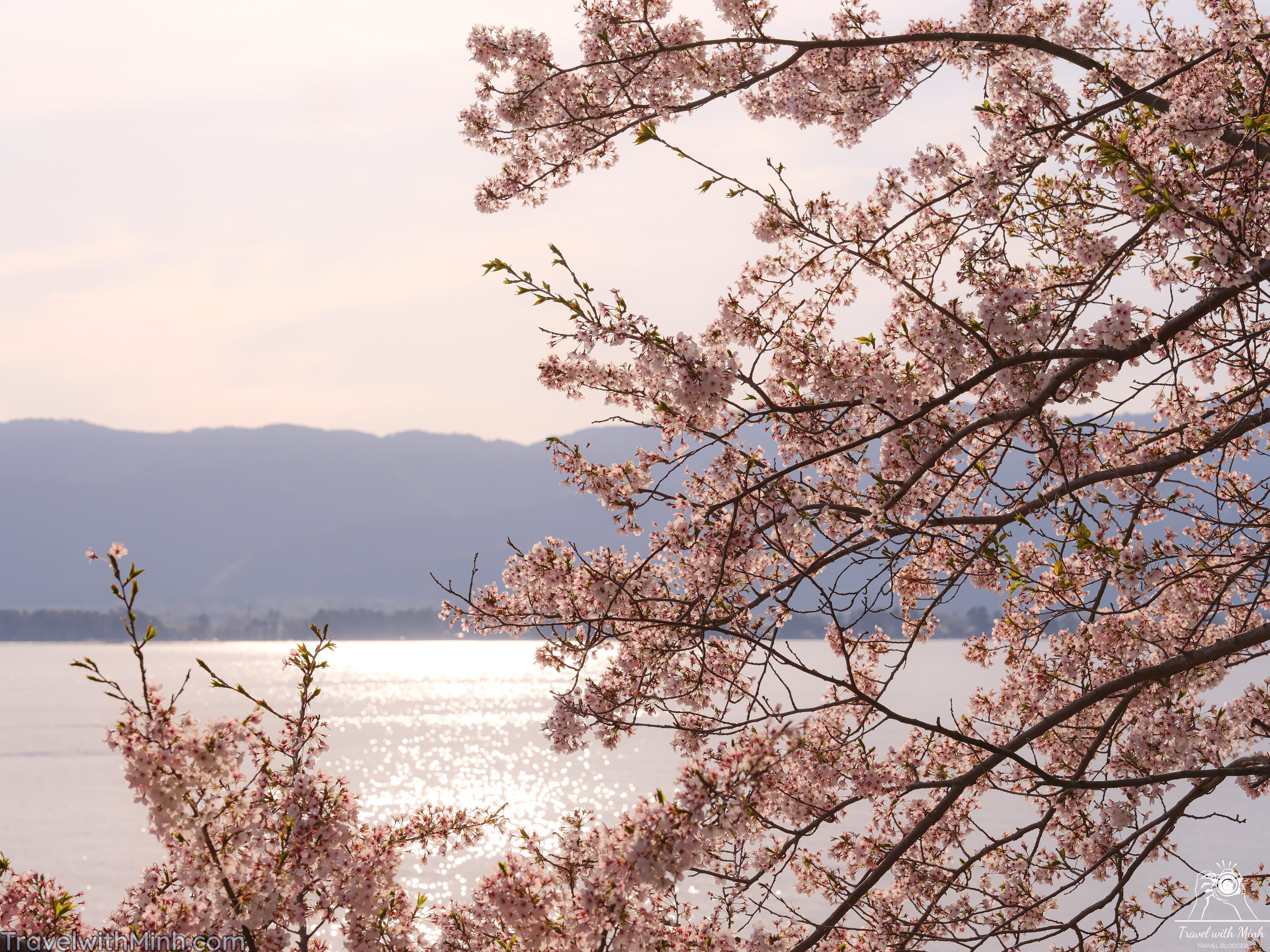 Sakura at makino shigadscf7855
