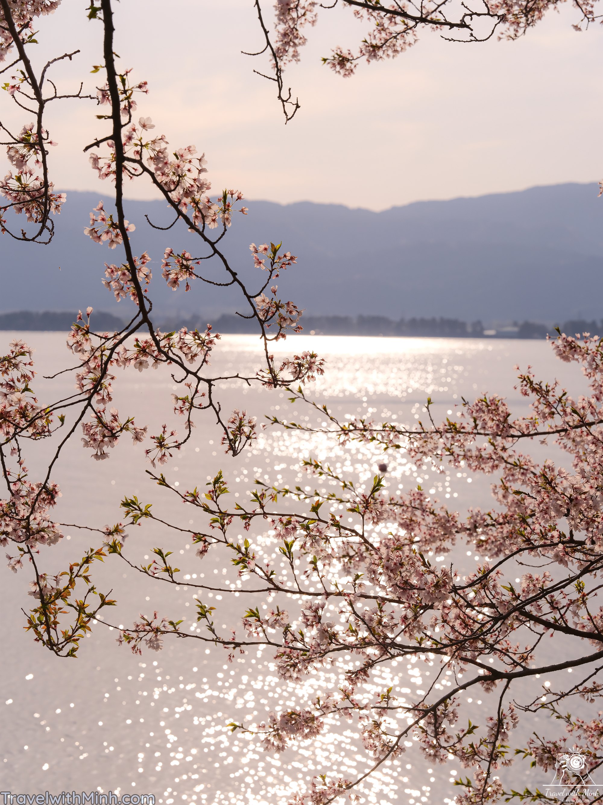 Sakura at makino shigadscf7856