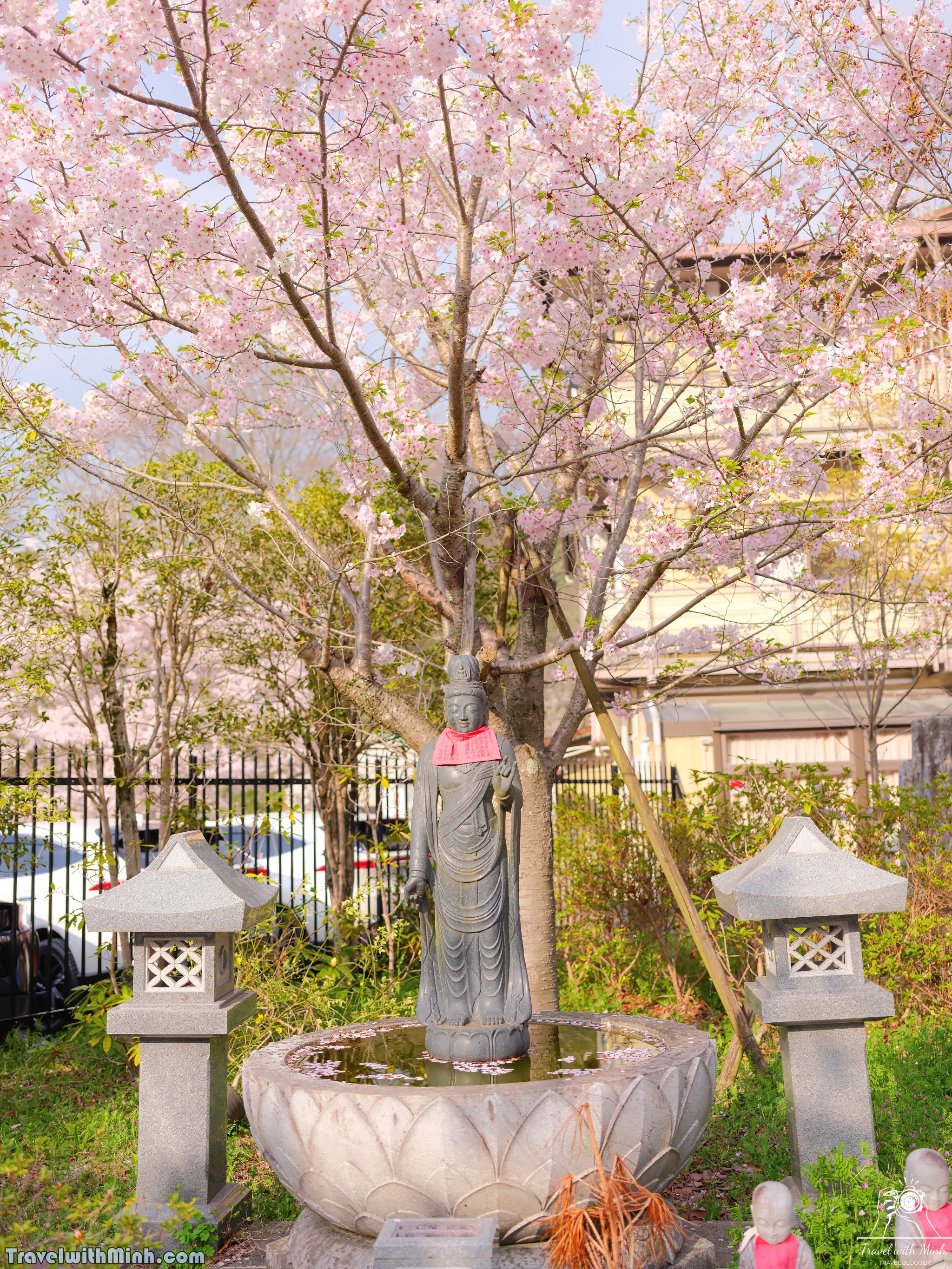 Sakura tsubosaka naradscf6837