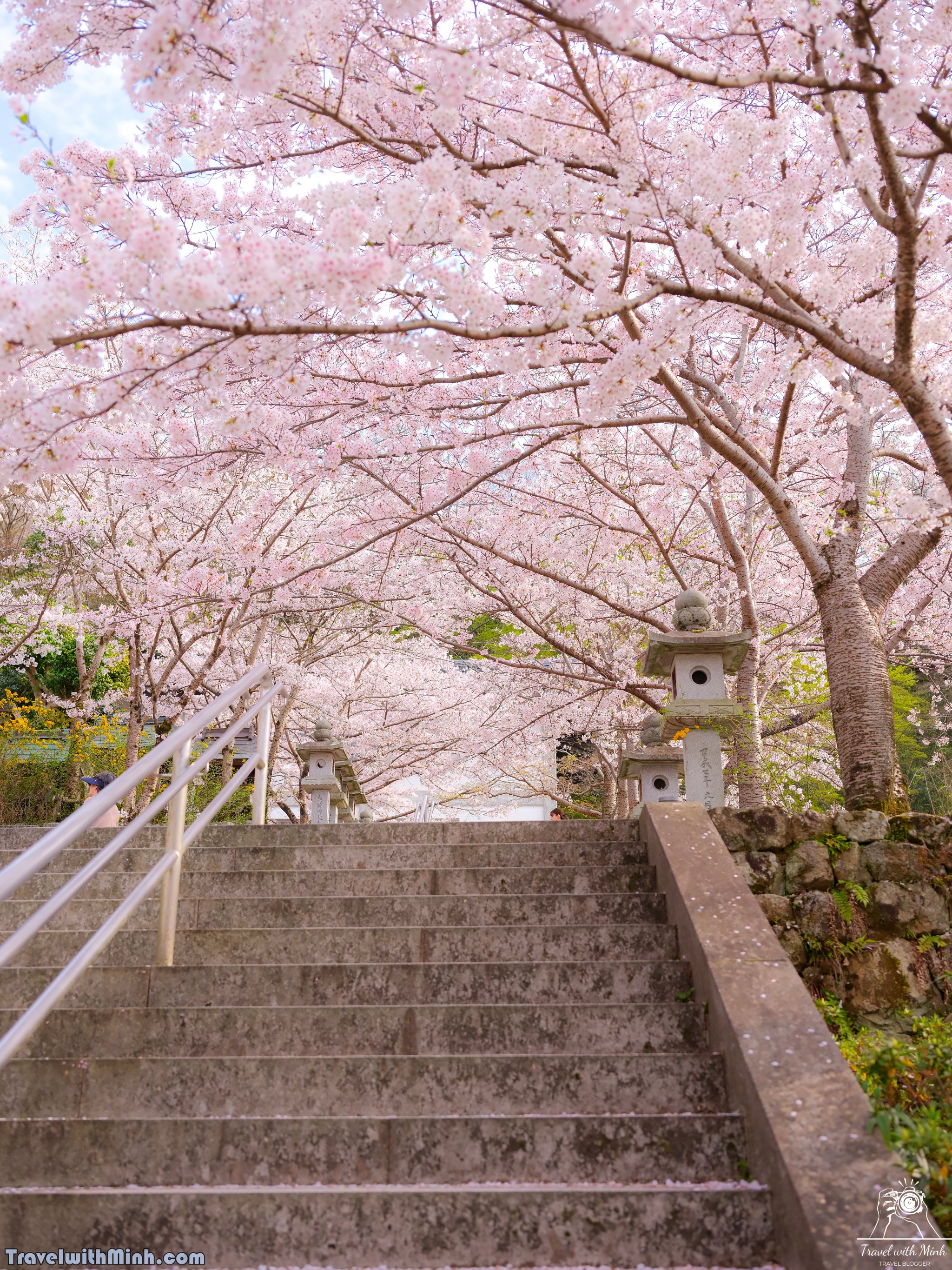 Sakura tsubosaka naradscf6841