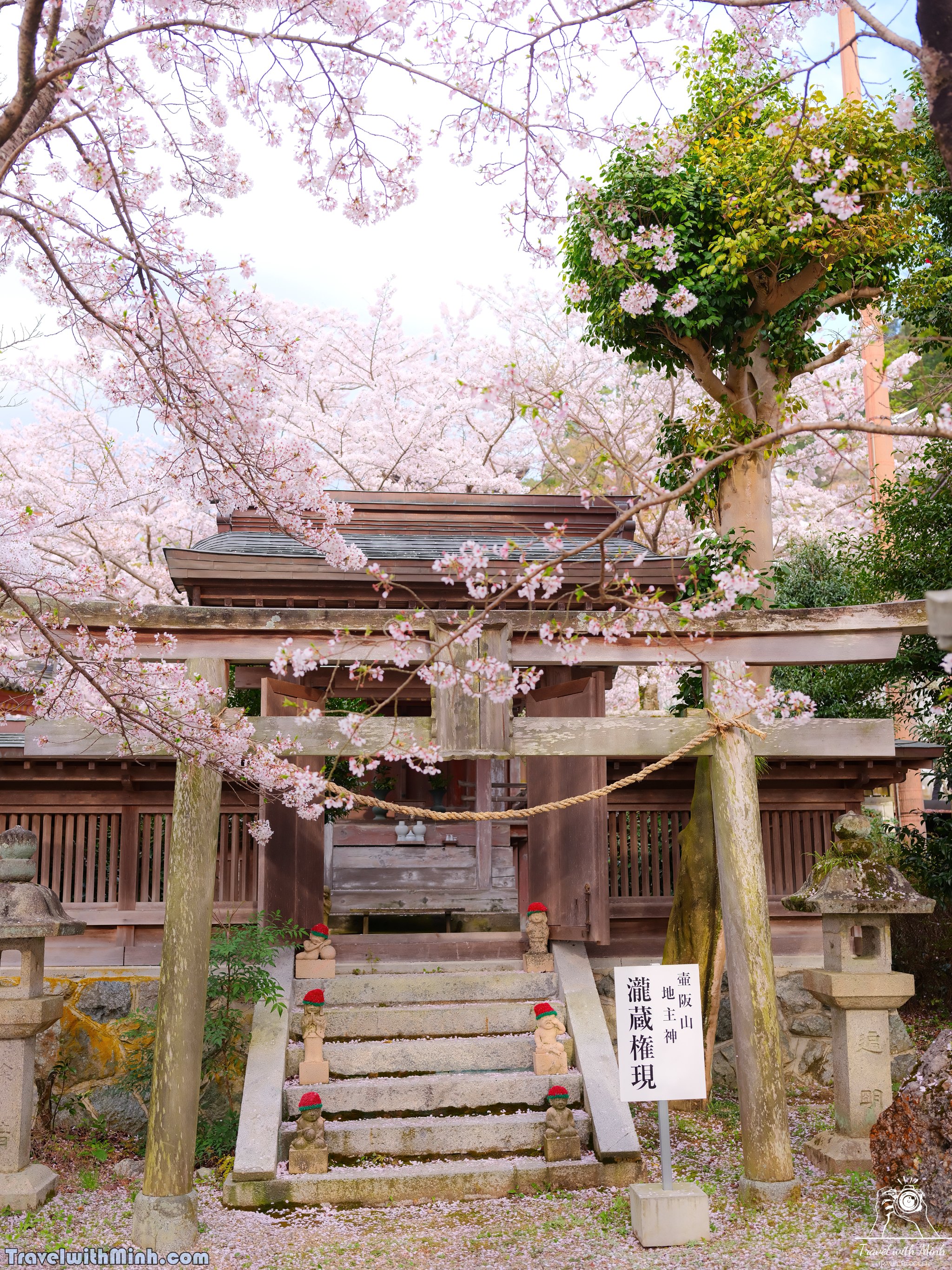 Sakura tsubosaka naradscf6845 1