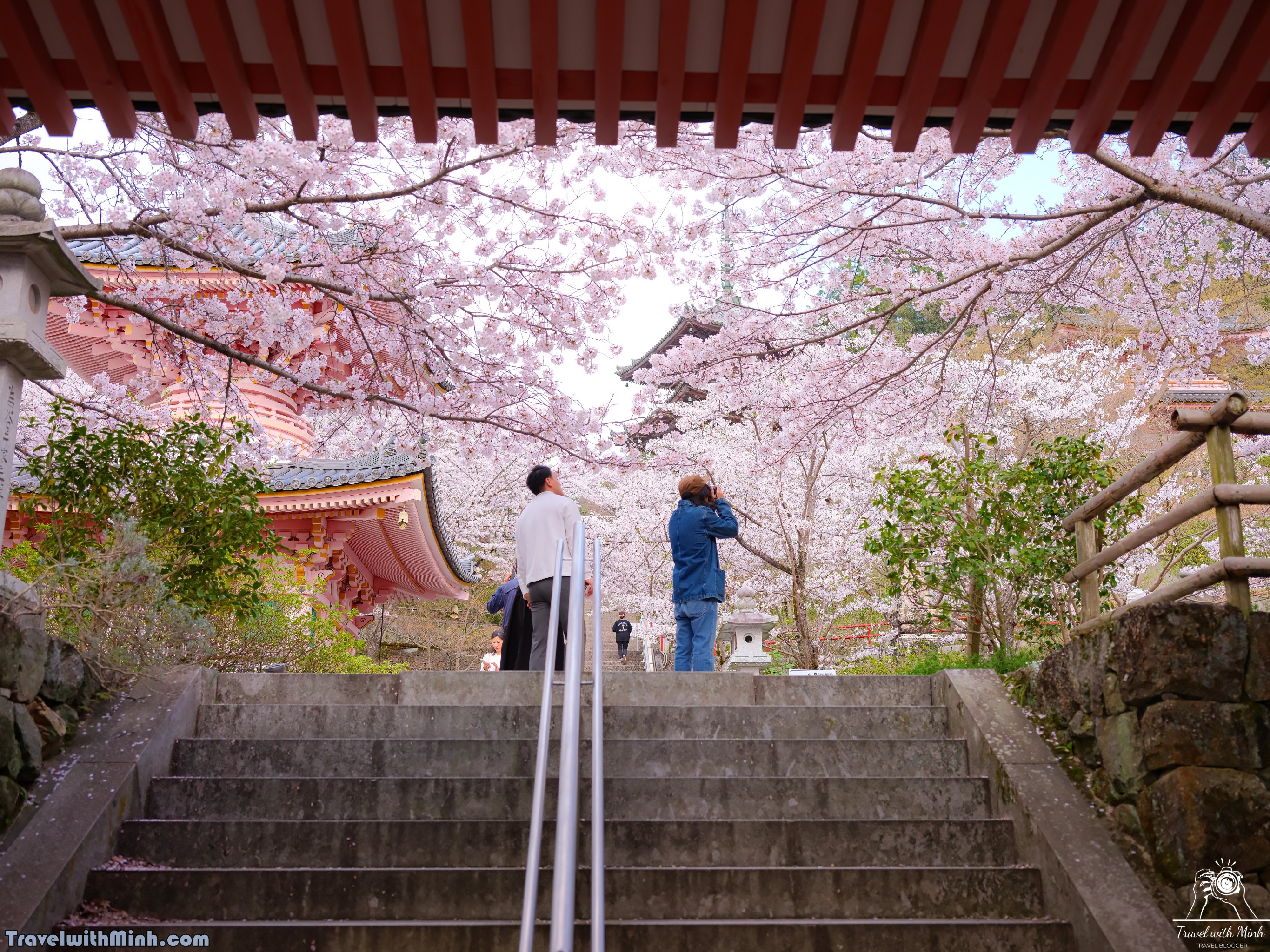 Sakura tsubosaka naradscf6847