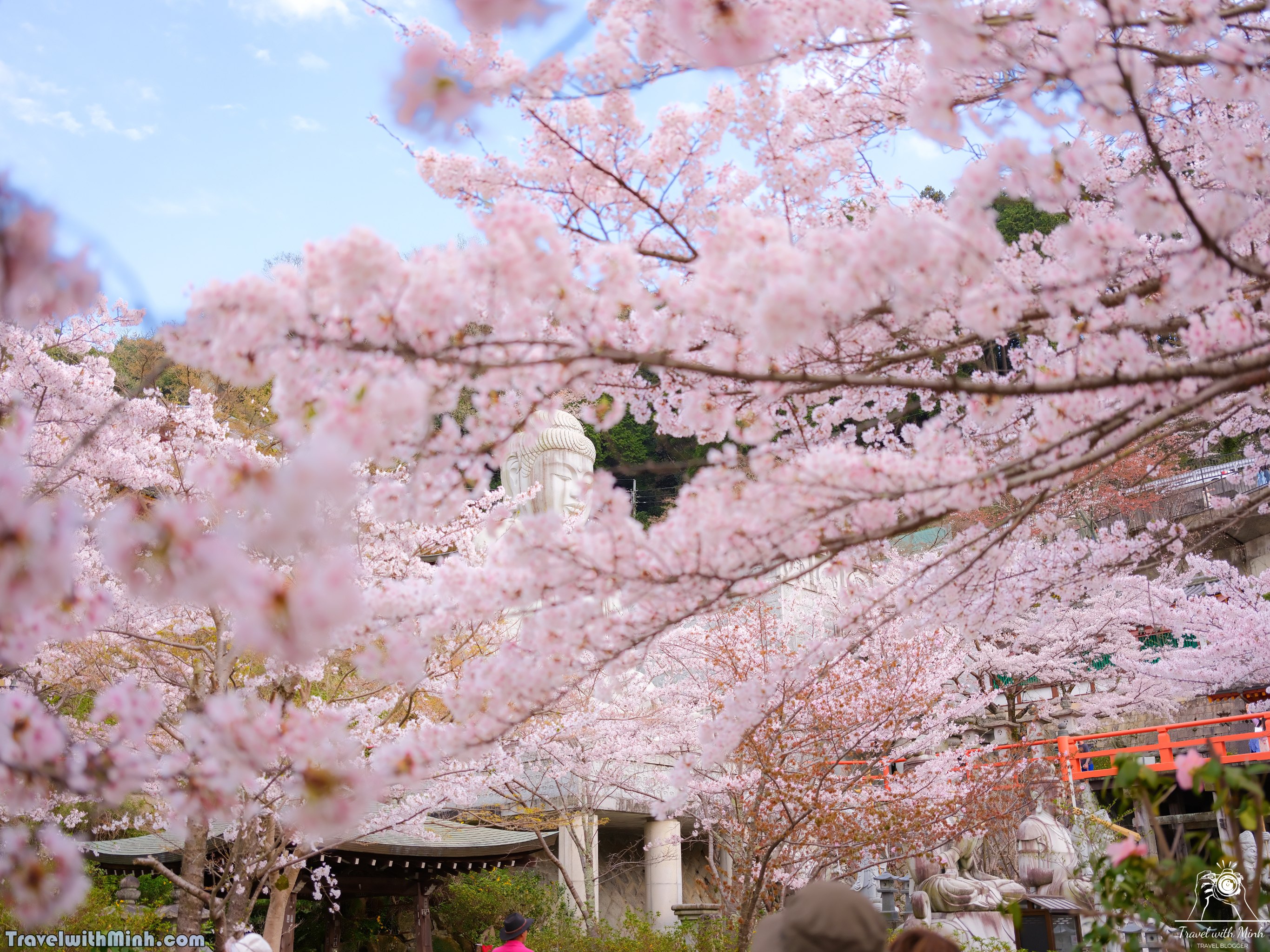 Sakura tsubosaka naradscf6850