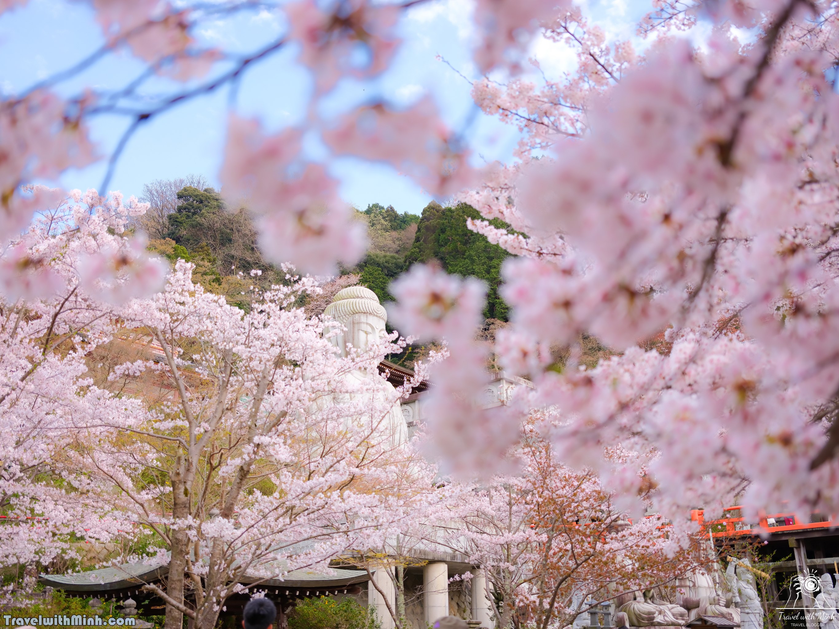 Sakura tsubosaka naradscf6851