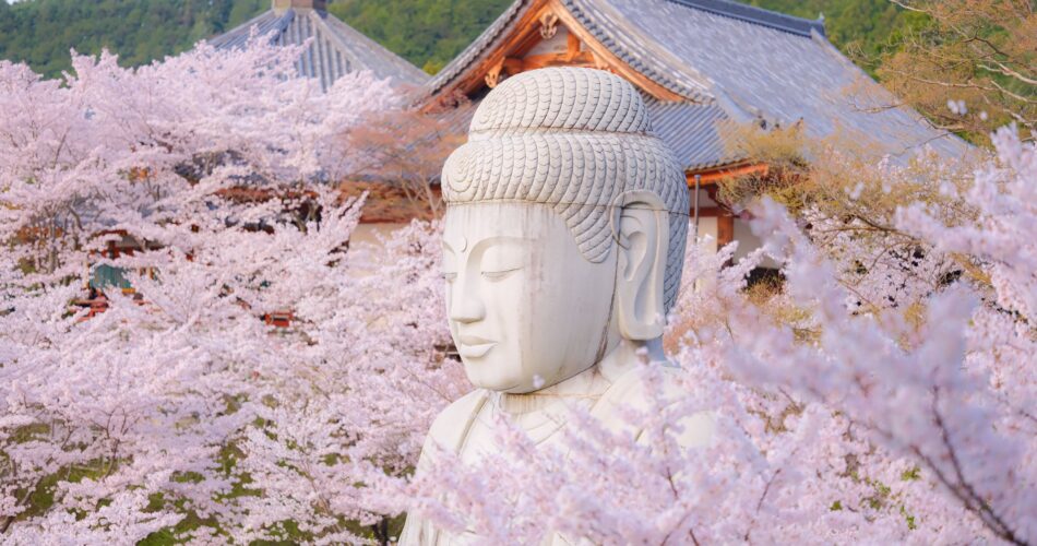 Sakura tsubosaka naradscf6881