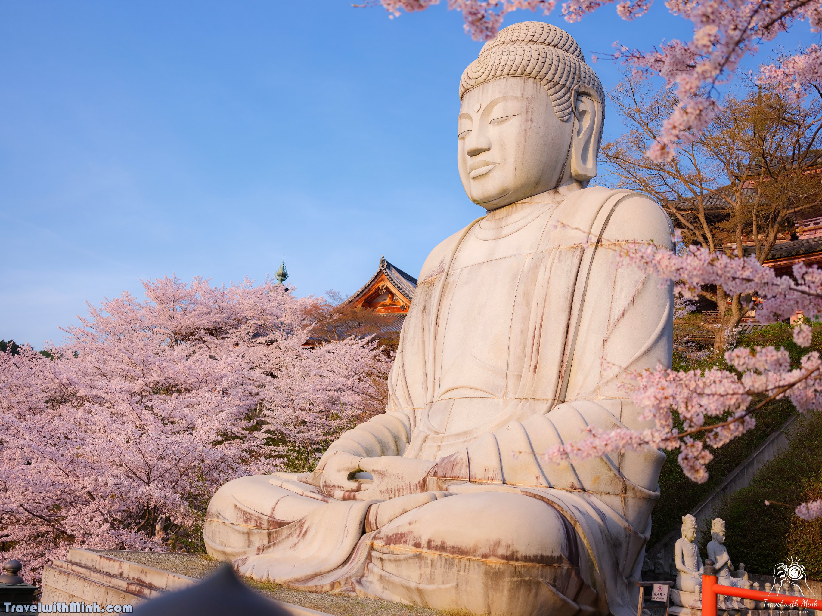 Sakura tsubosaka naradscf6887