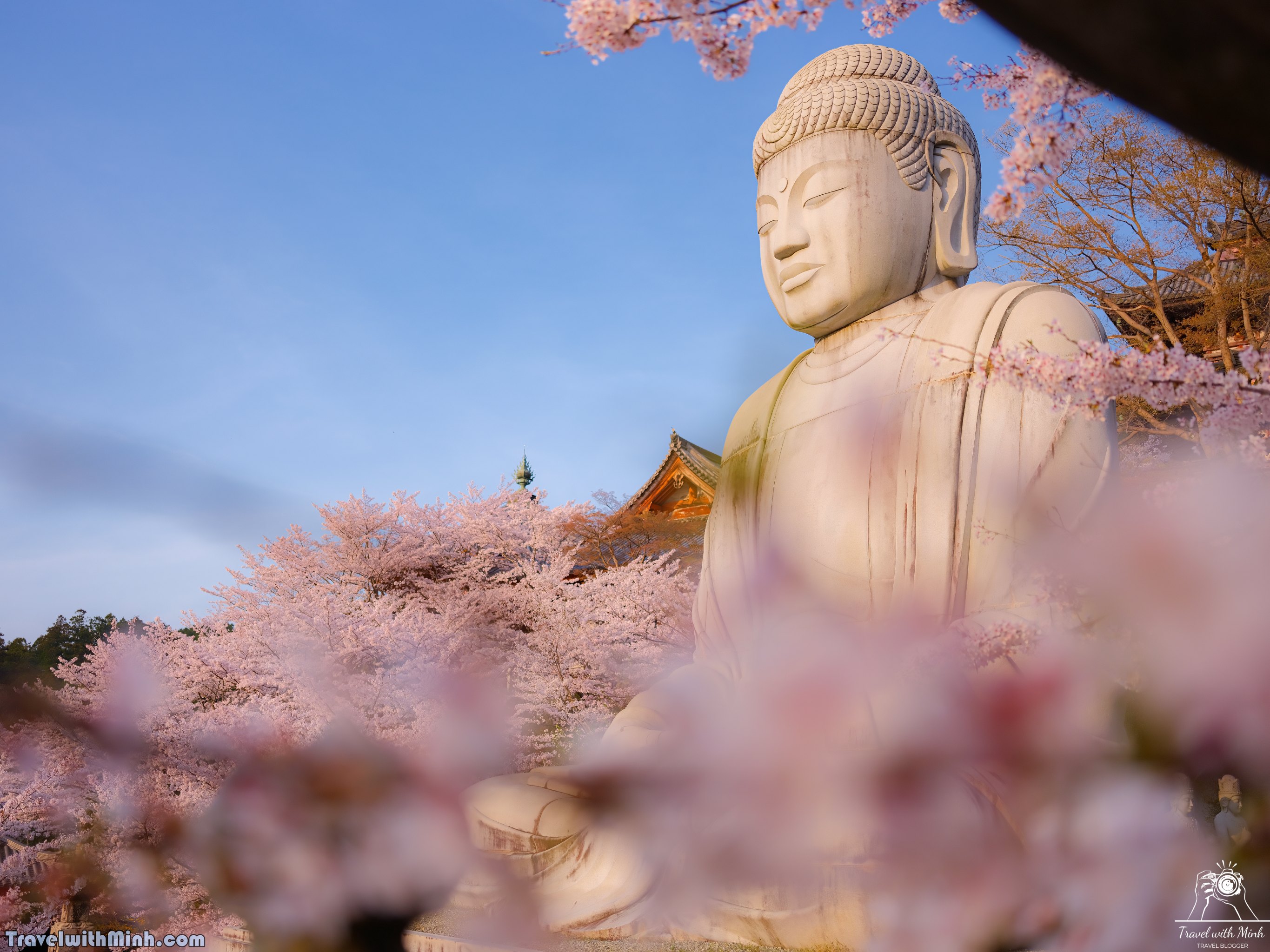 Sakura tsubosaka naradscf6888