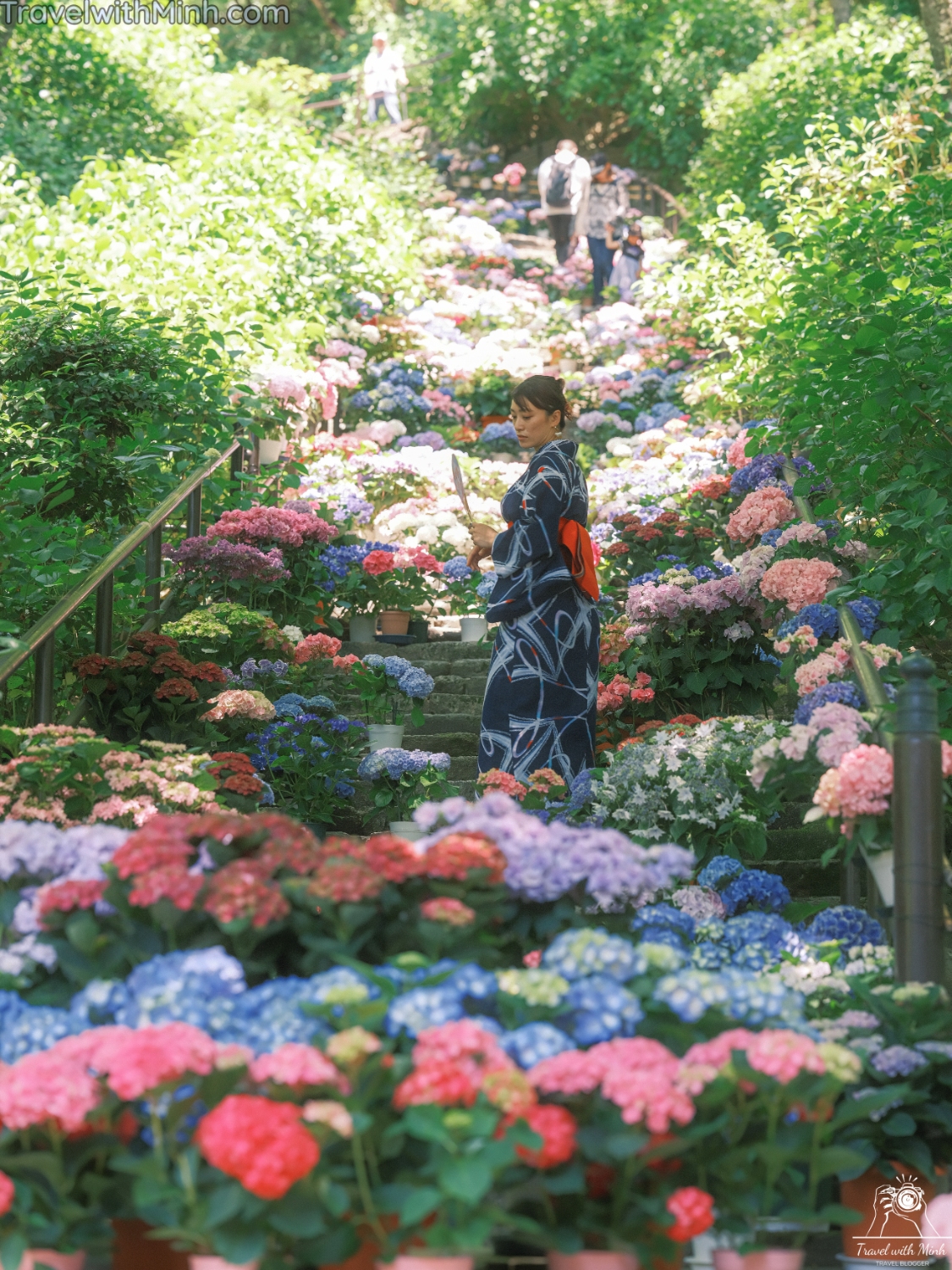 Hoa cam tu cau naradscf3452