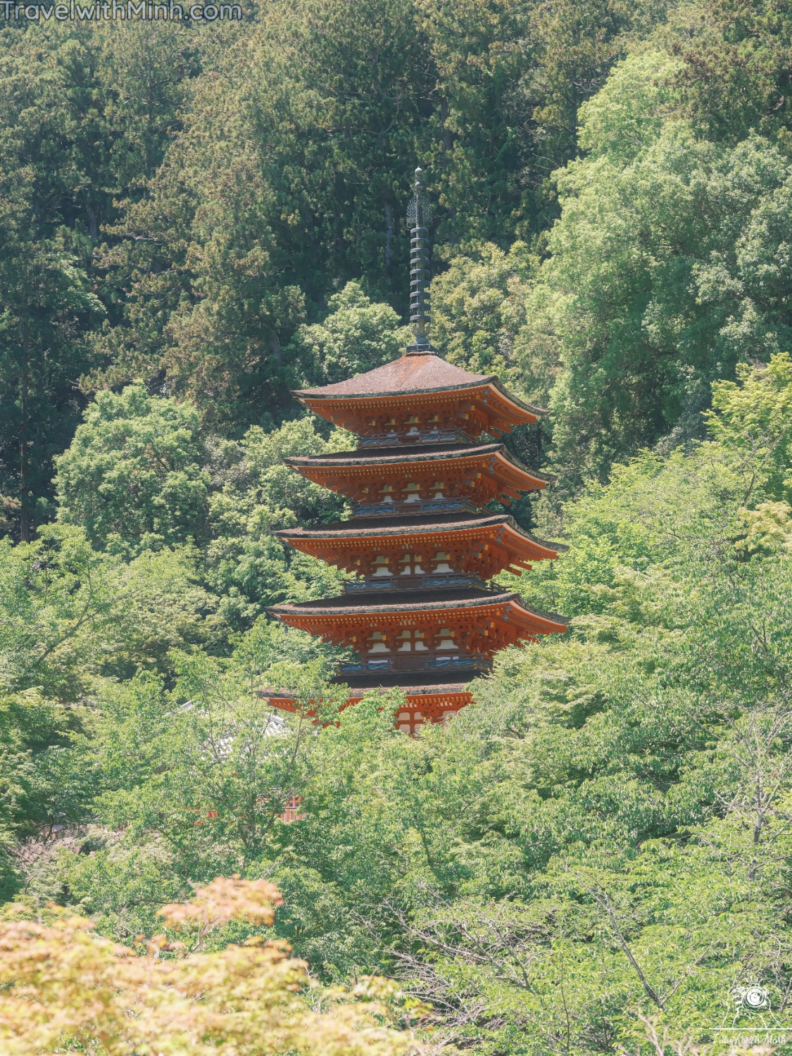 Hoa cam tu cau naradscf3454