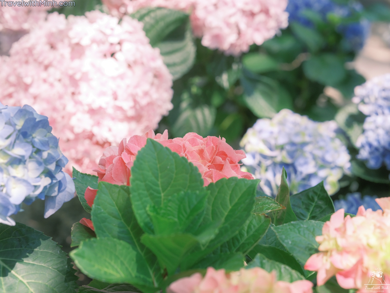 Hoa cam tu cau naradscf3550