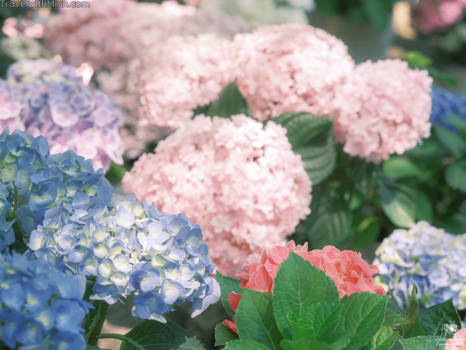 Hoa cam tu cau naradscf3551