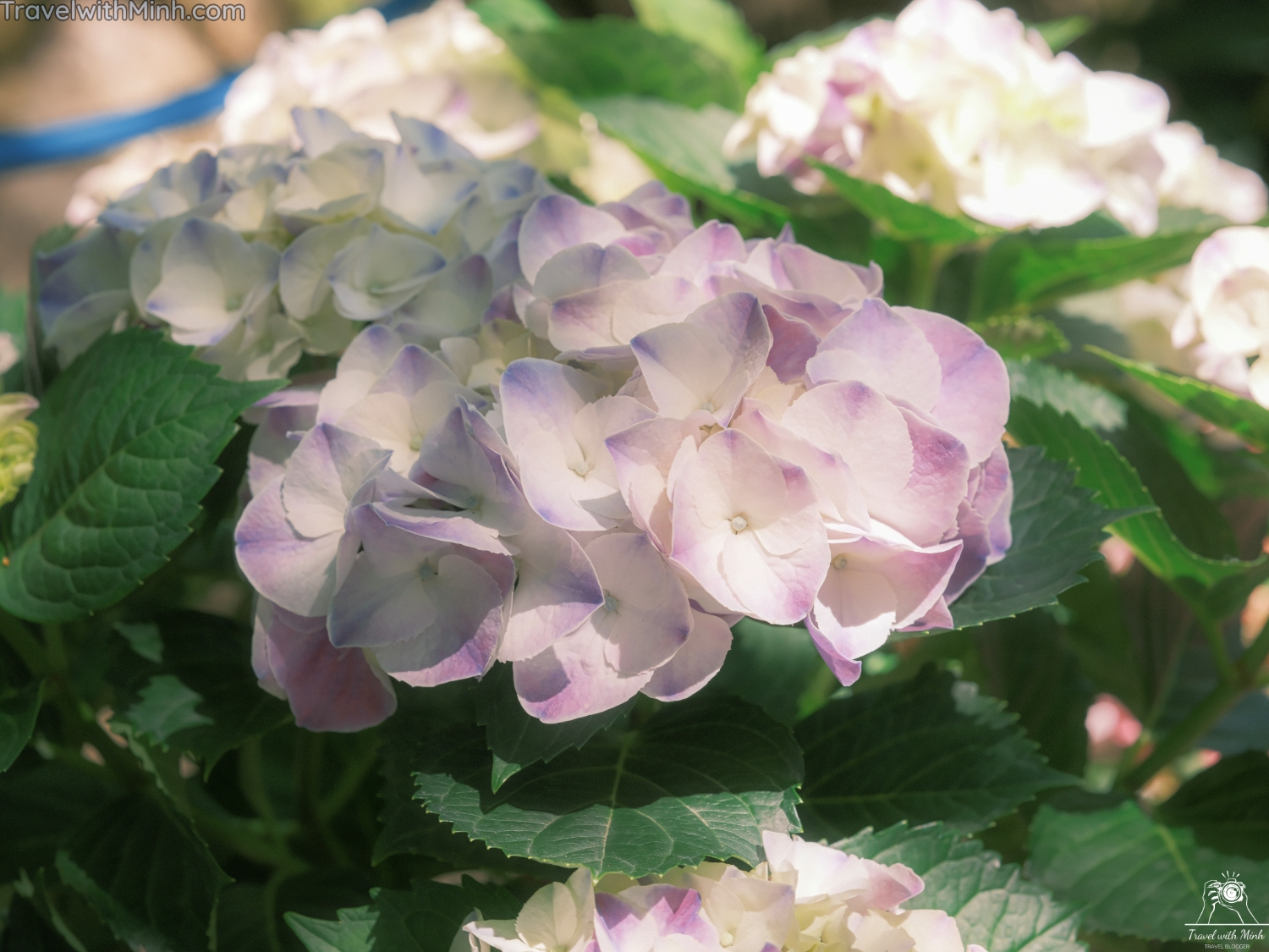 Hoa cam tu cau naradscf3556