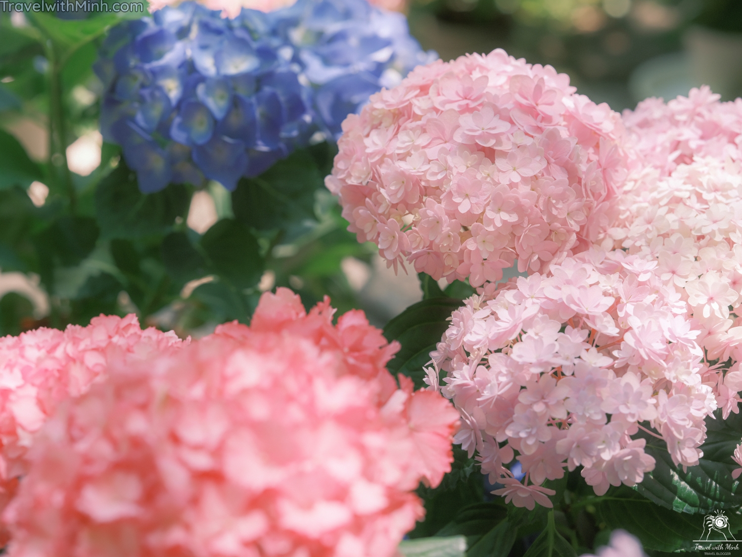 Hoa cam tu cau naradscf3557