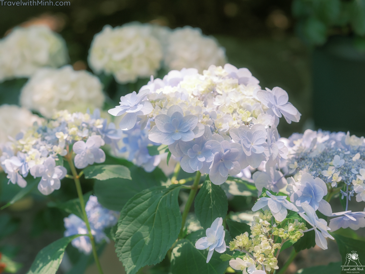 Hoa cam tu cau naradscf3559