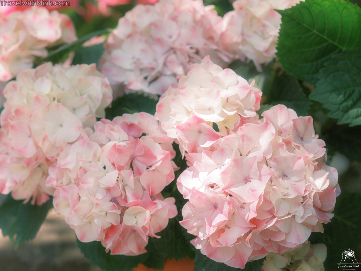 Hoa cam tu cau naradscf3560