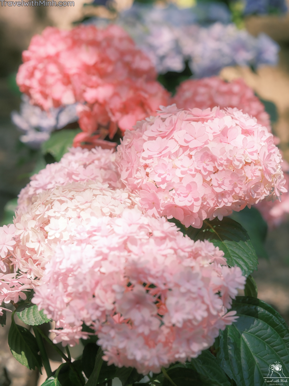 Hoa cam tu cau naradscf3562