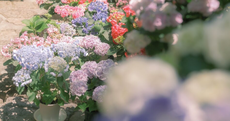 Hoa cam tu cau naradscf3564