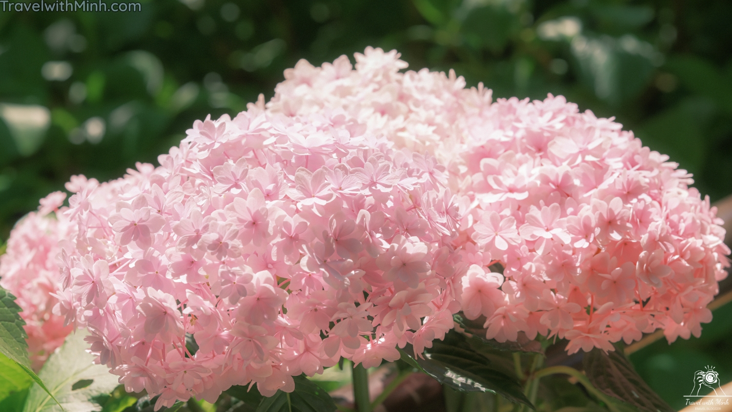 Hoa cam tu cau naradscf3568 1