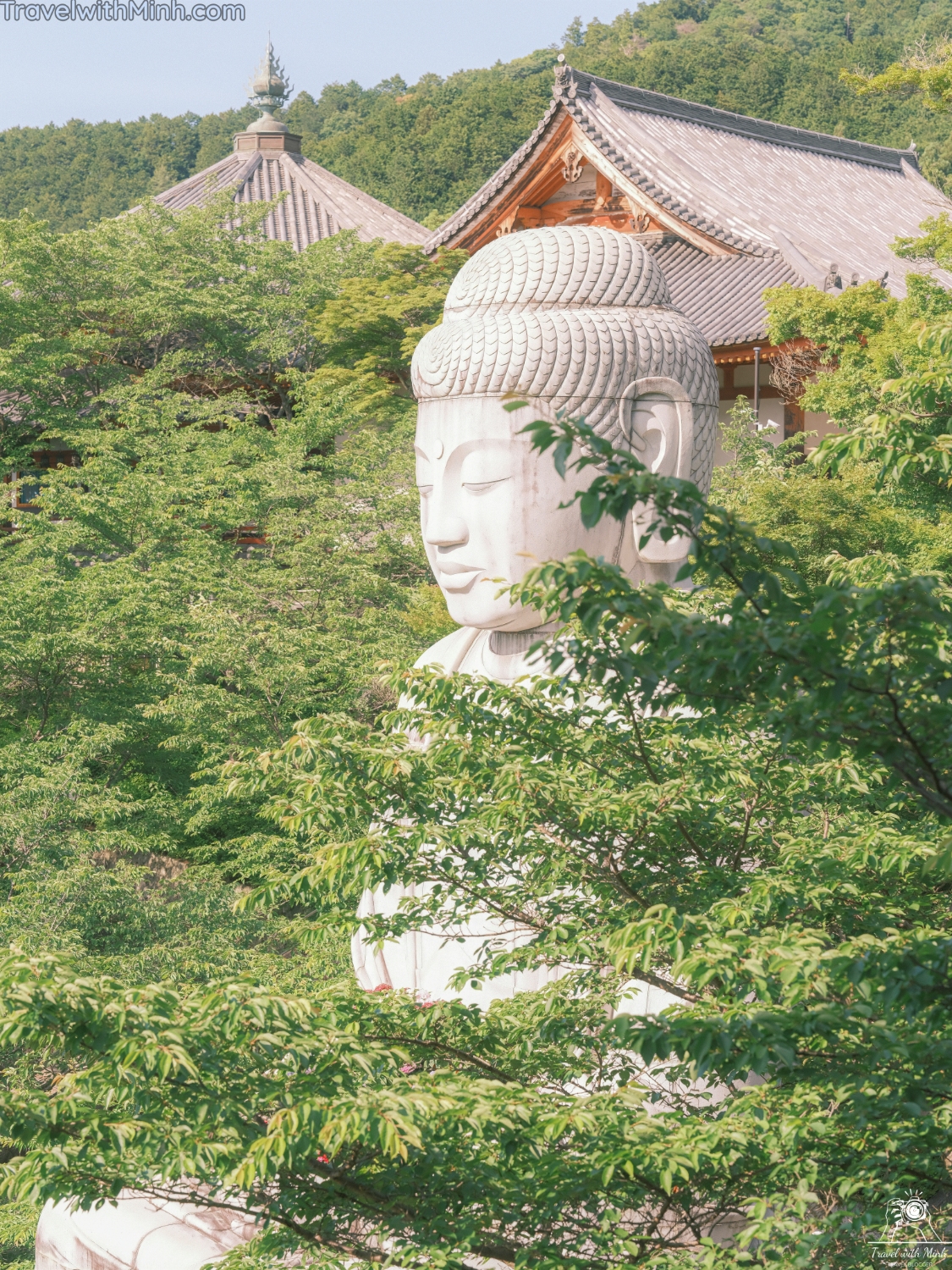 Hoa cam tu cau naradscf3688