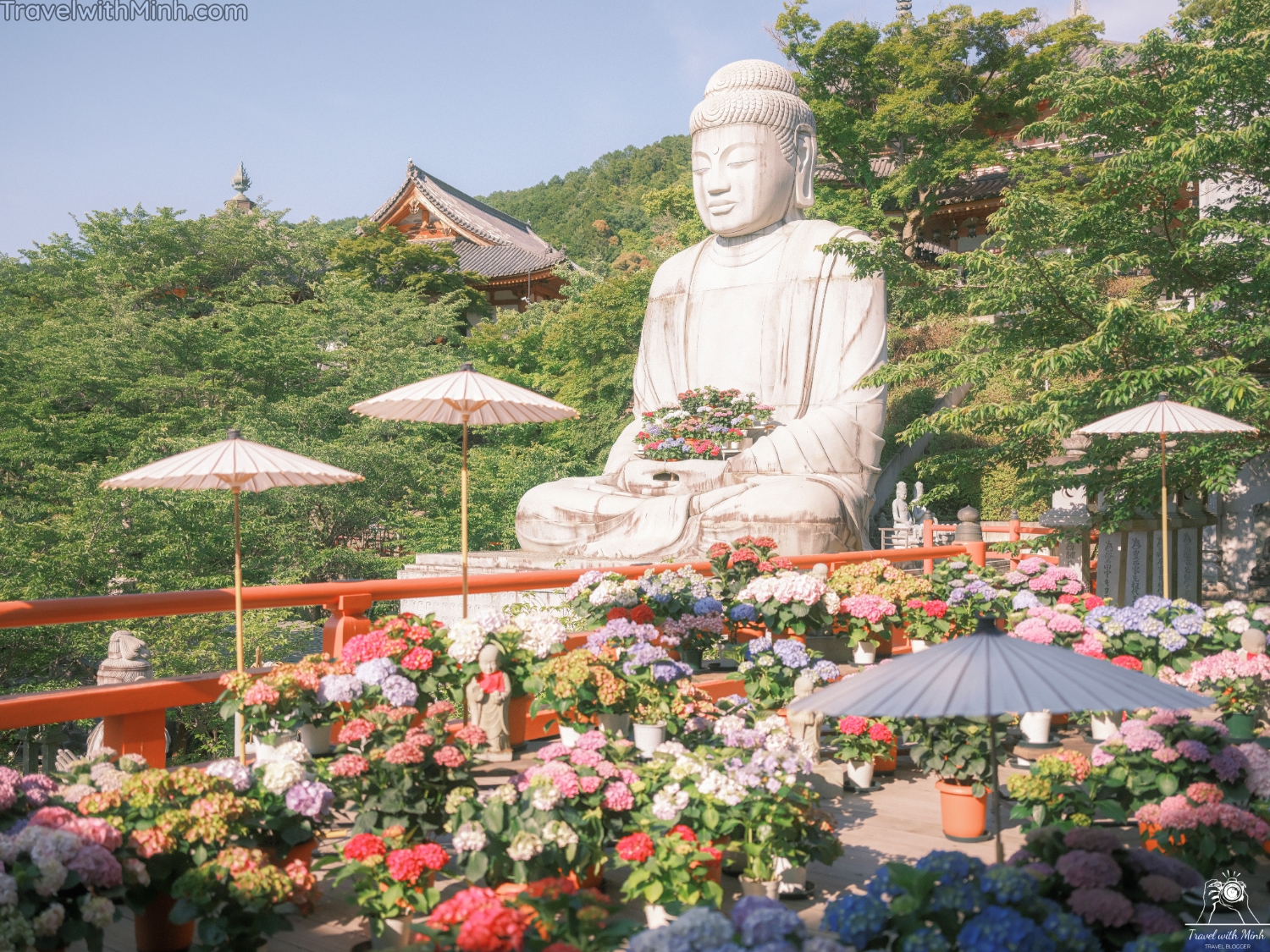 Hoa cam tu cau naradscf3734