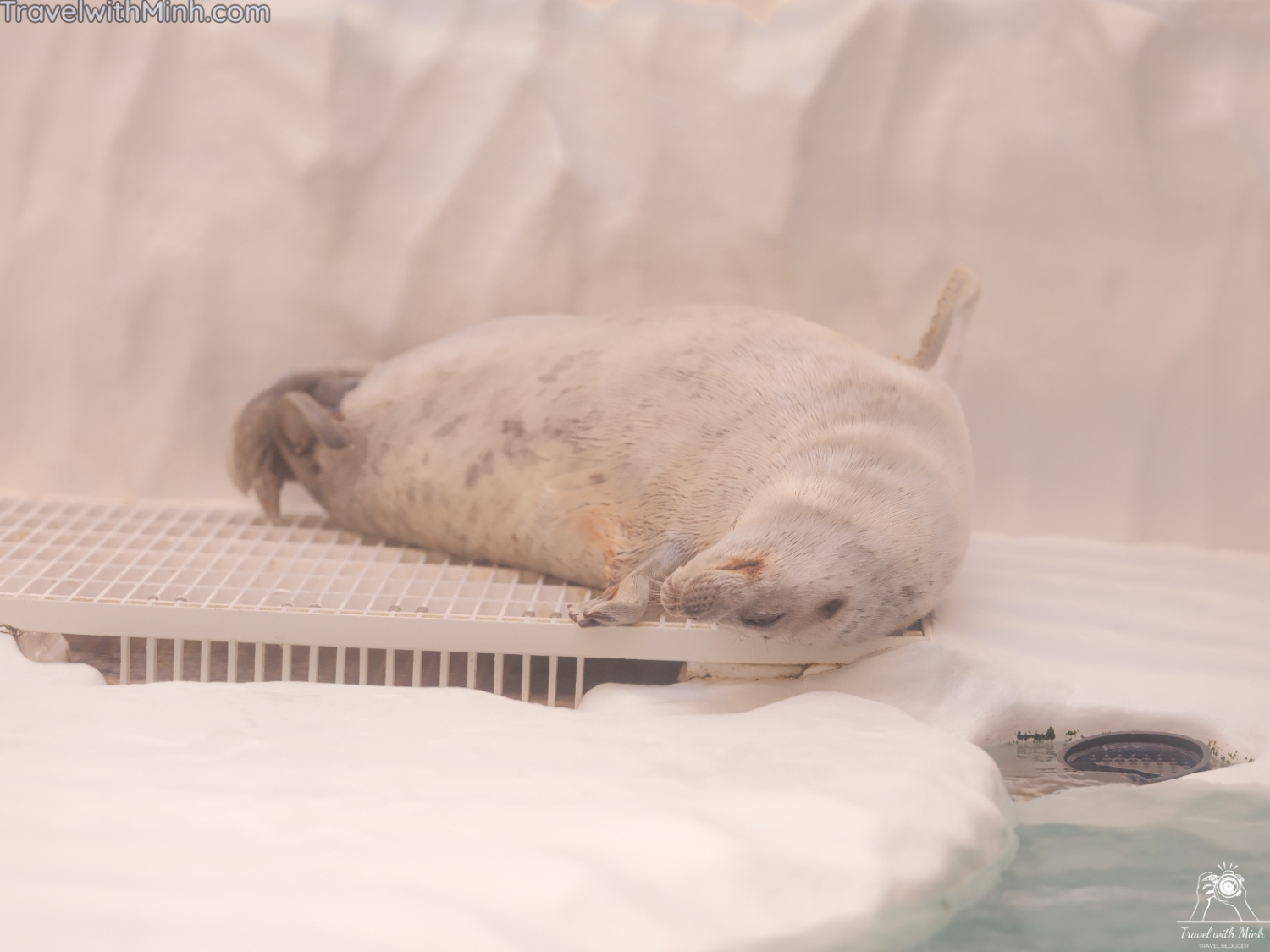 Kaiyukan aquarium osakadscf0237 2