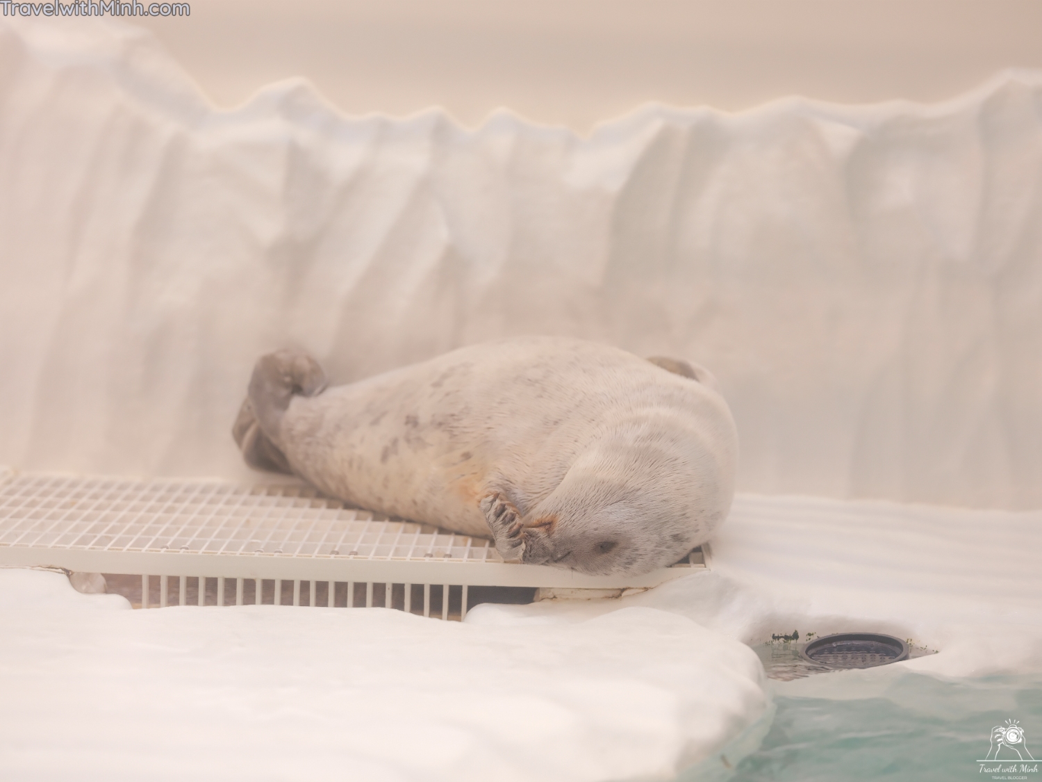 Kaiyukan aquarium osakadscf0238