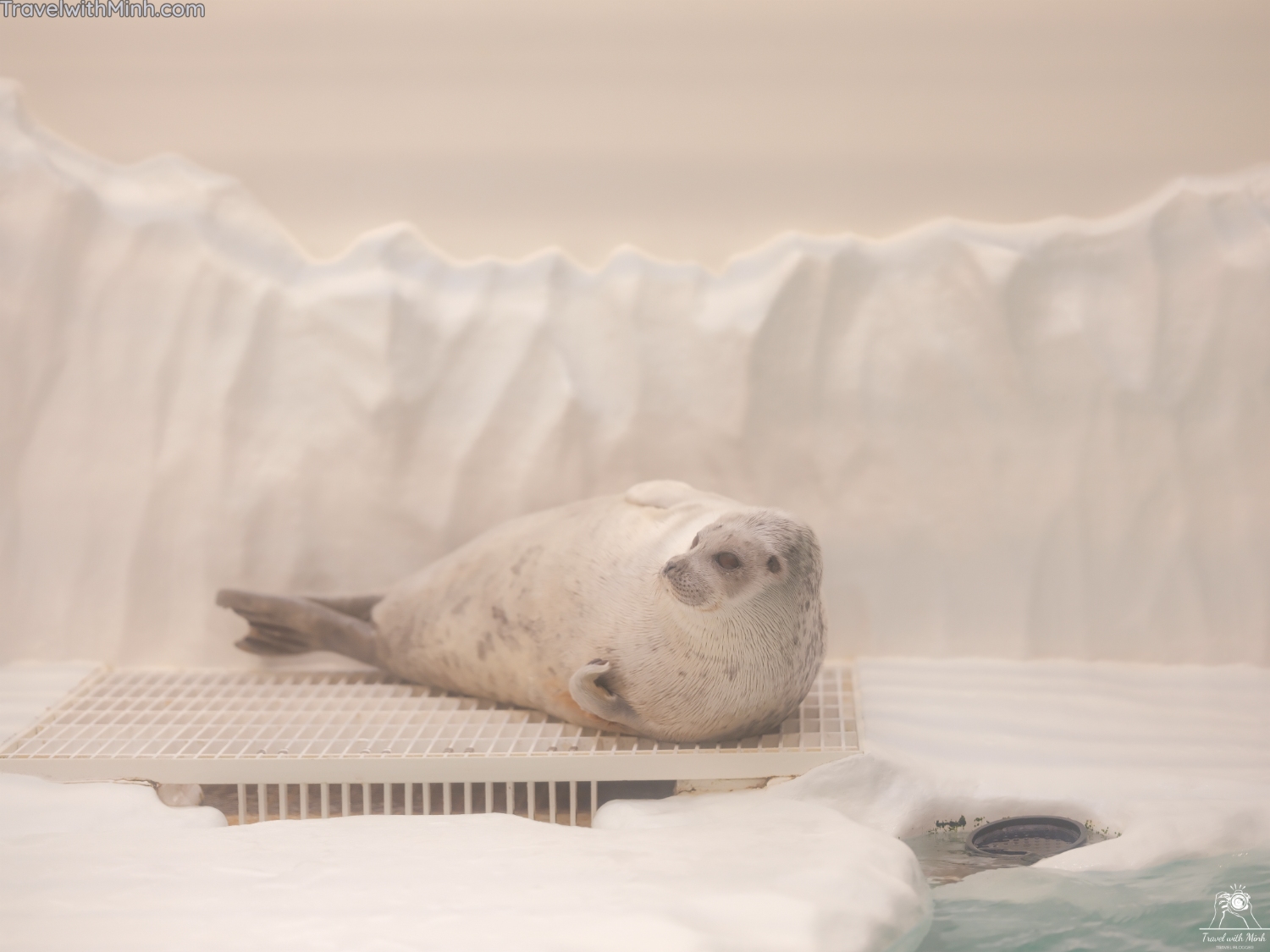 Kaiyukan aquarium osakadscf0239